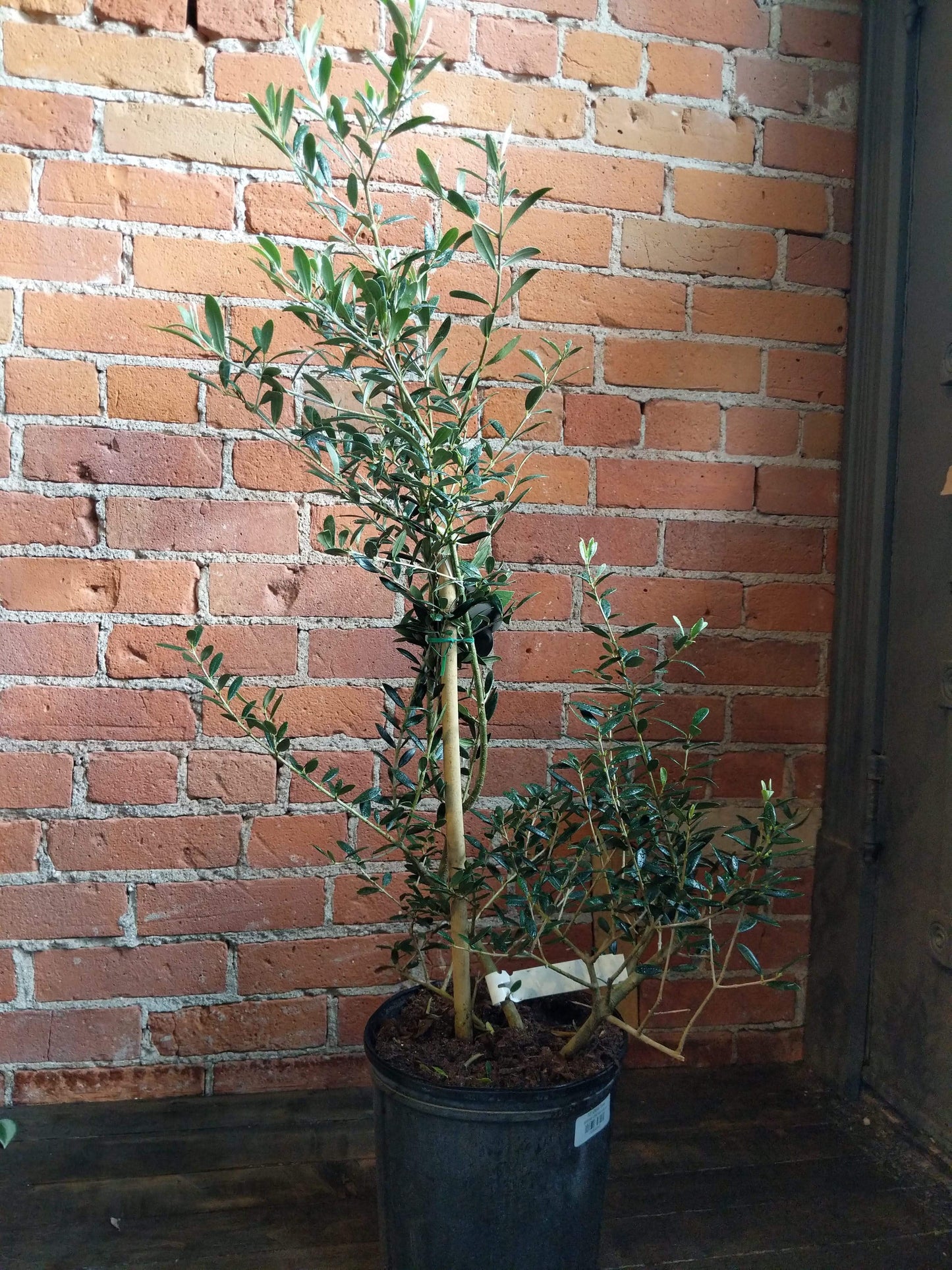 Plant Goals Plant Shop 10" Olive Tree