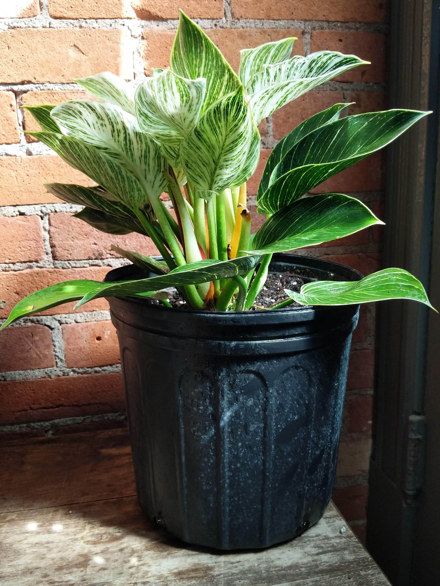 Plant Goals Plant Shop 10" Philodendron Birkin