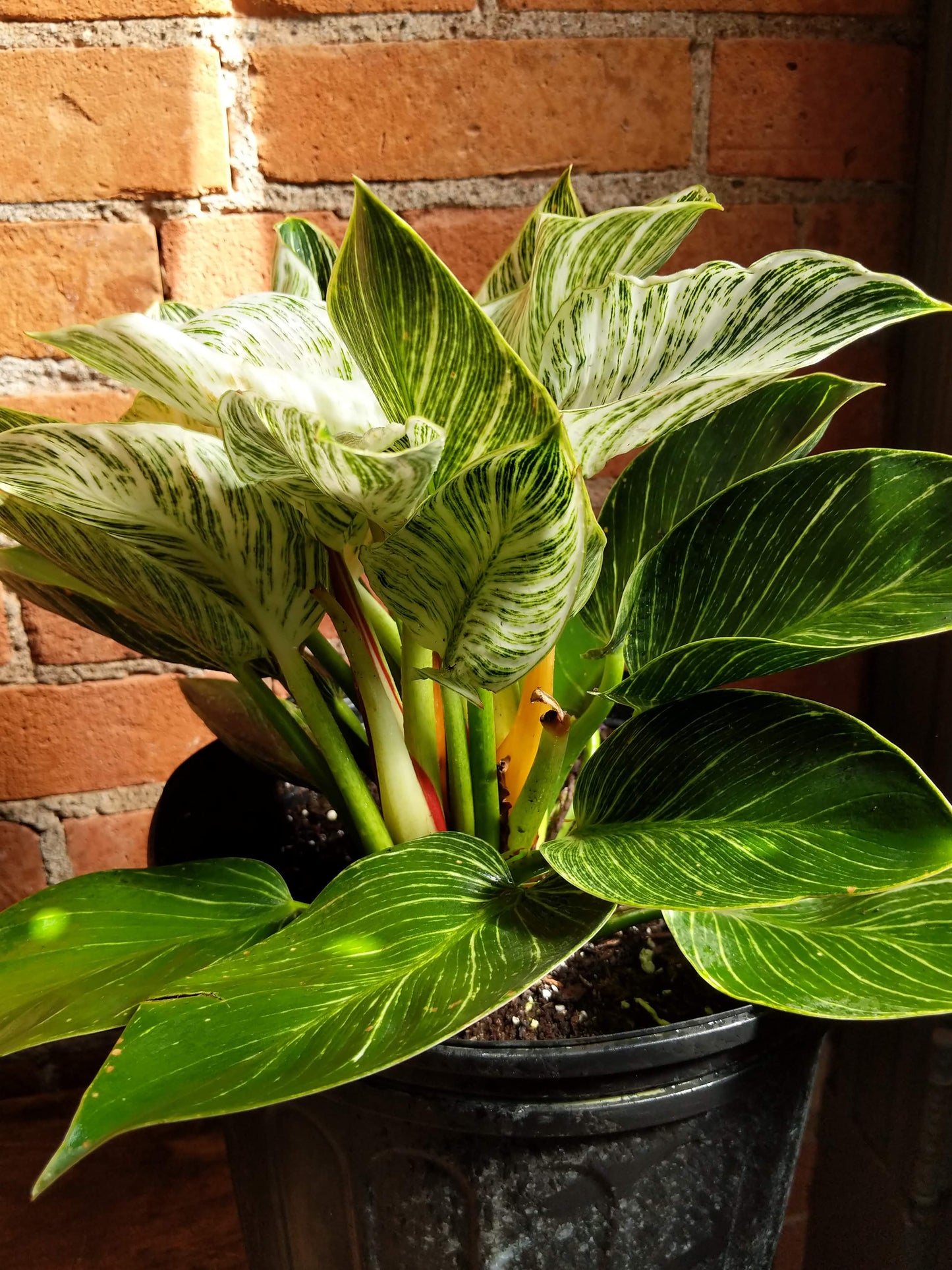 Plant Goals Plant Shop 10" Philodendron Birkin