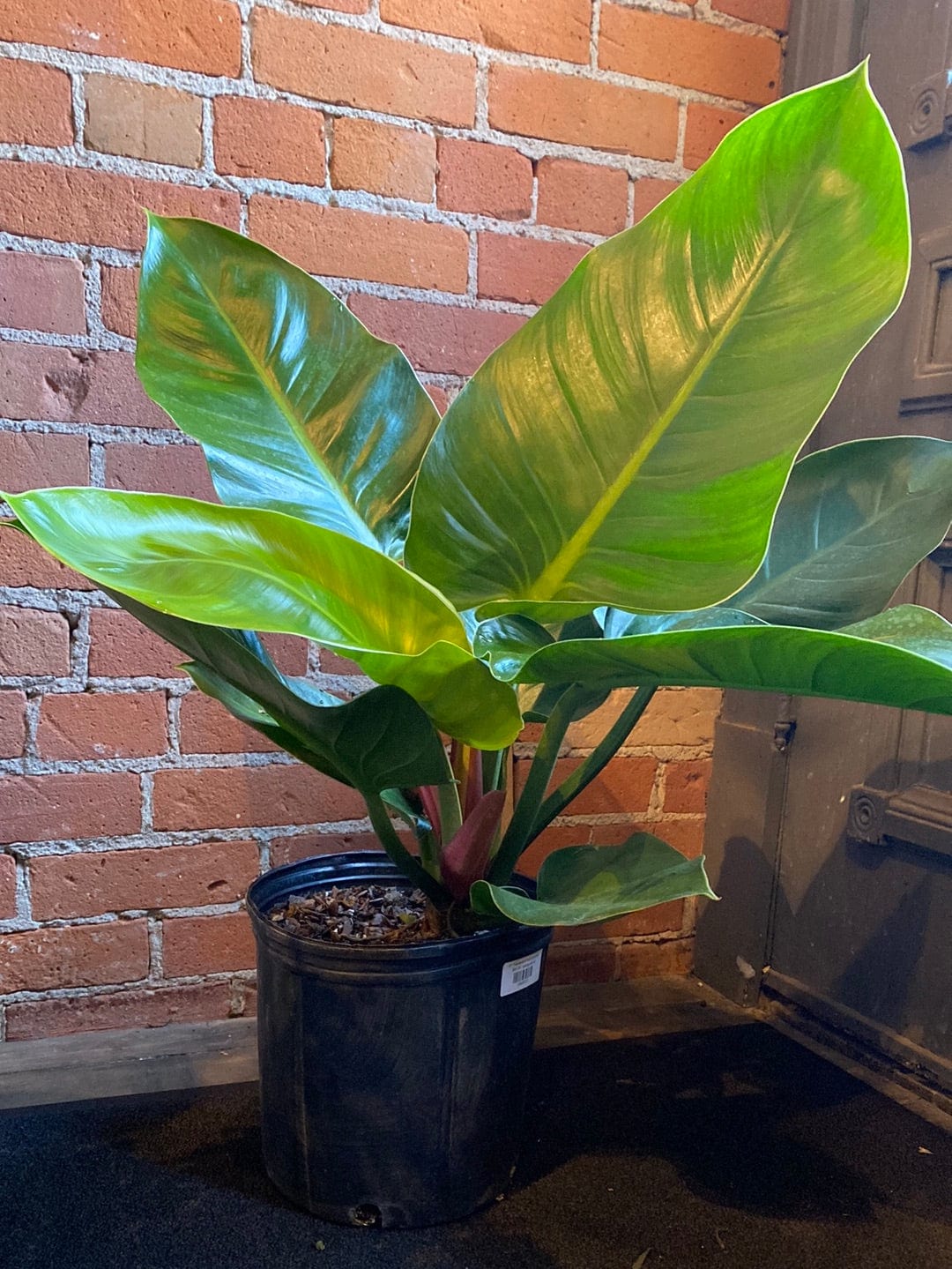 Plant Goals Plant Shop 10" Philodendron Imperial Green