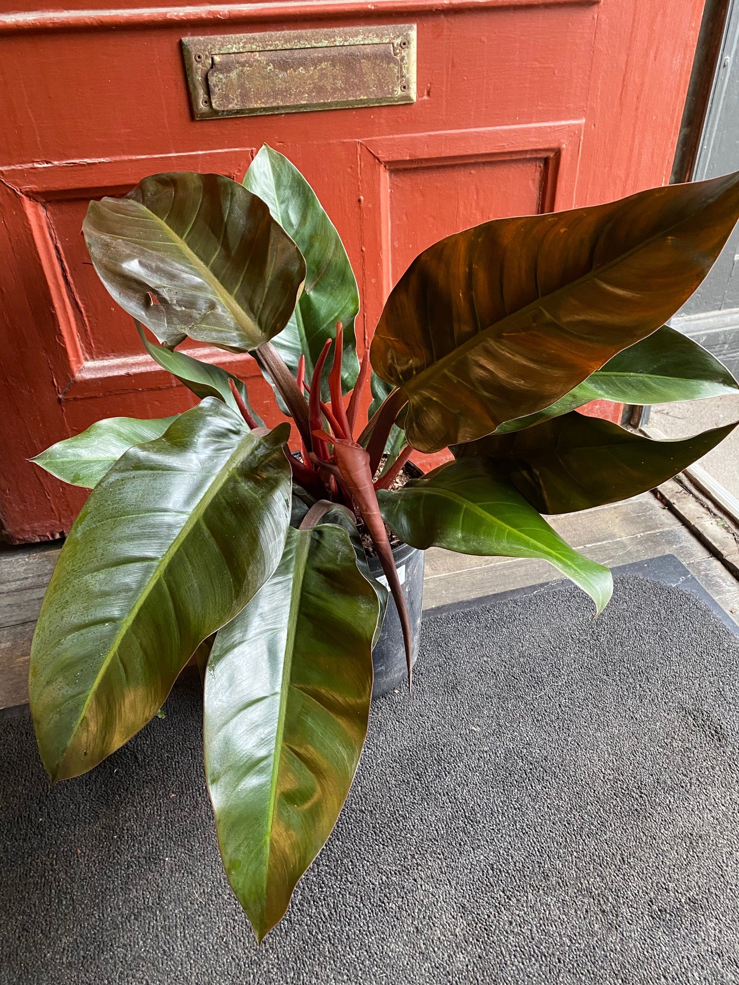 Plant Goals Plant Shop 10" Philodendron Imperial Red