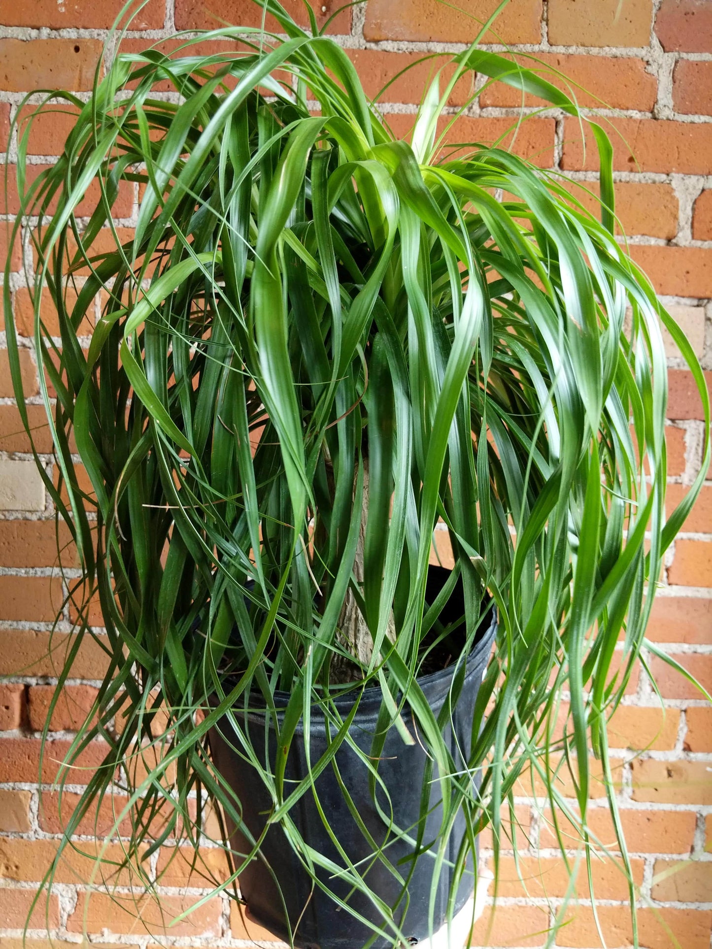 Plant Goals Plant Shop 10" Ponytail Palm