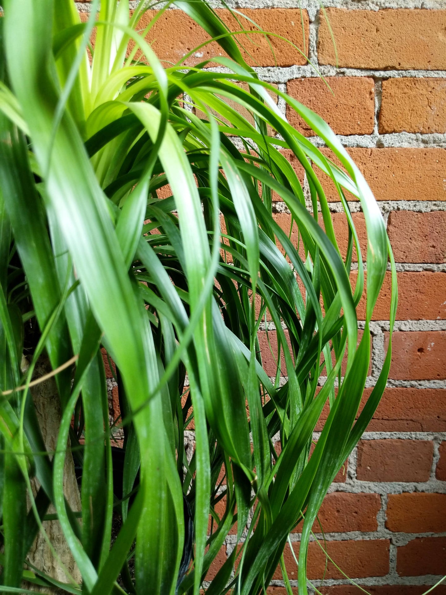 Plant Goals Plant Shop 10" Ponytail Palm