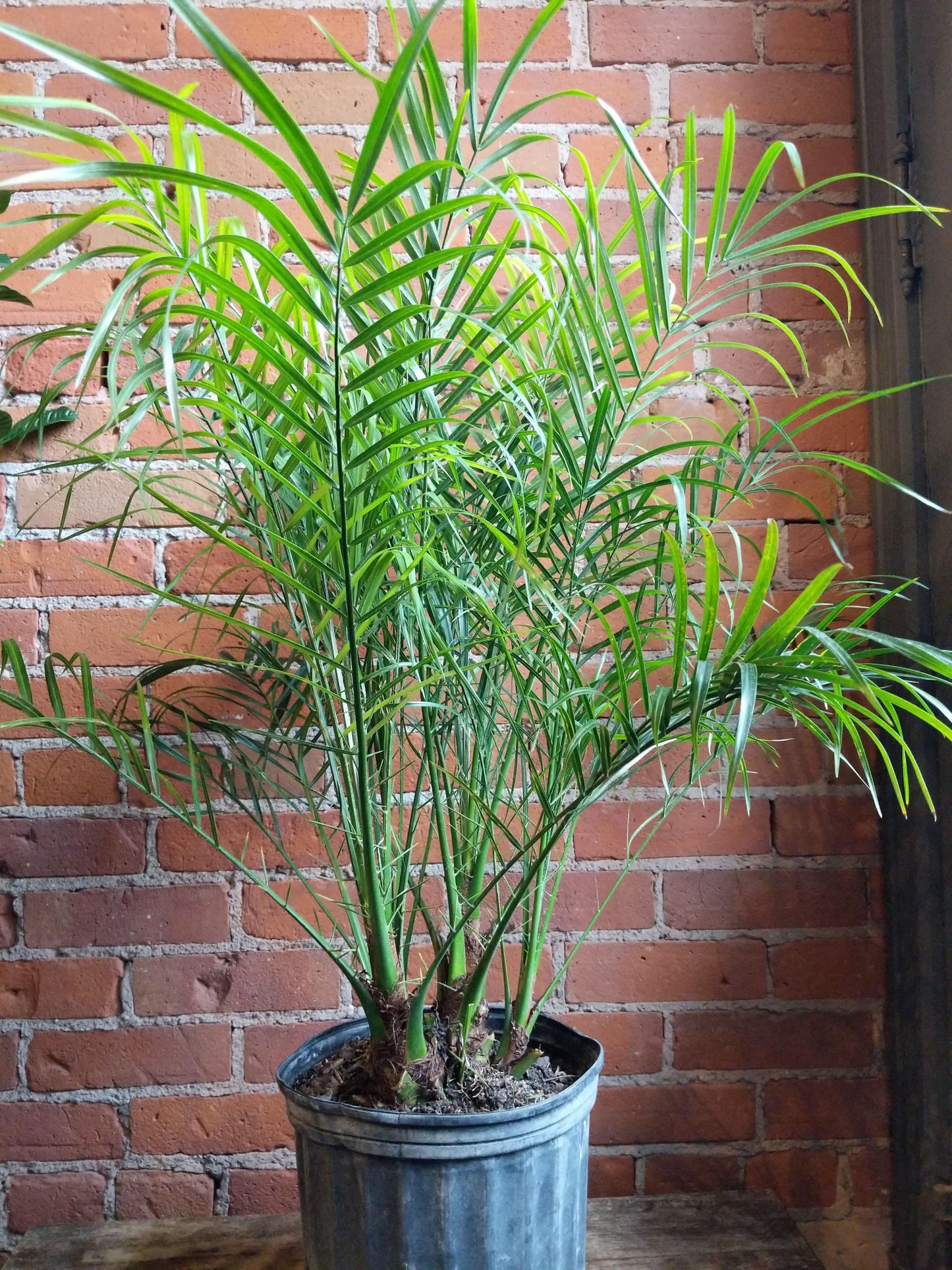 Plant Goals Plant Shop 10" Robellini Palm