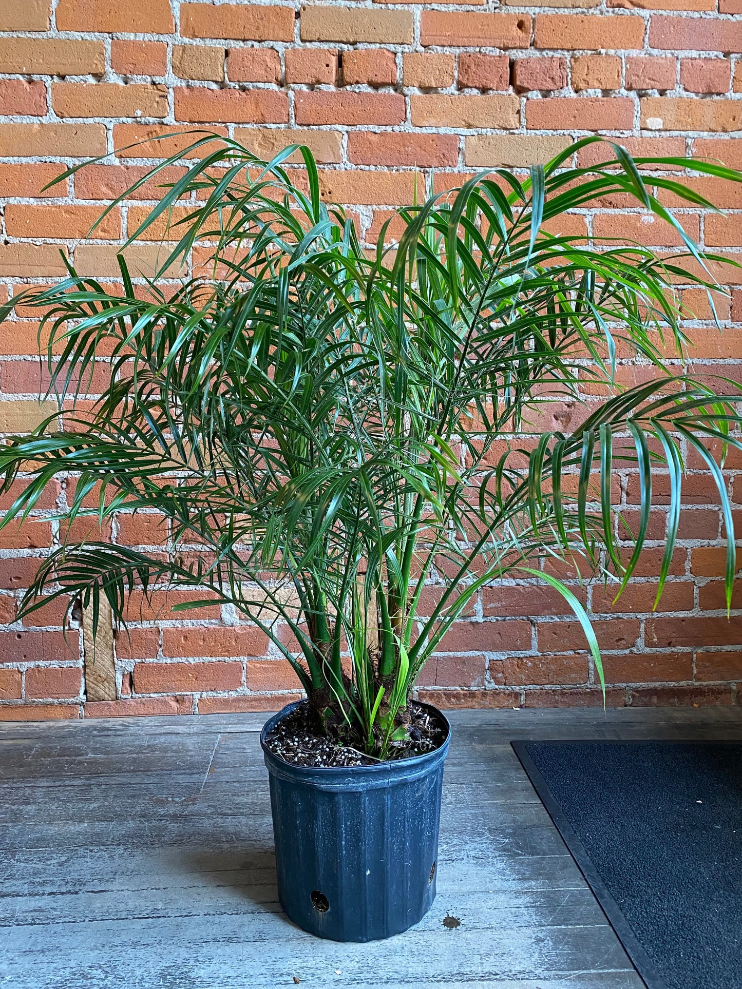 Plant Goals Plant Shop 10" Robellini Palm