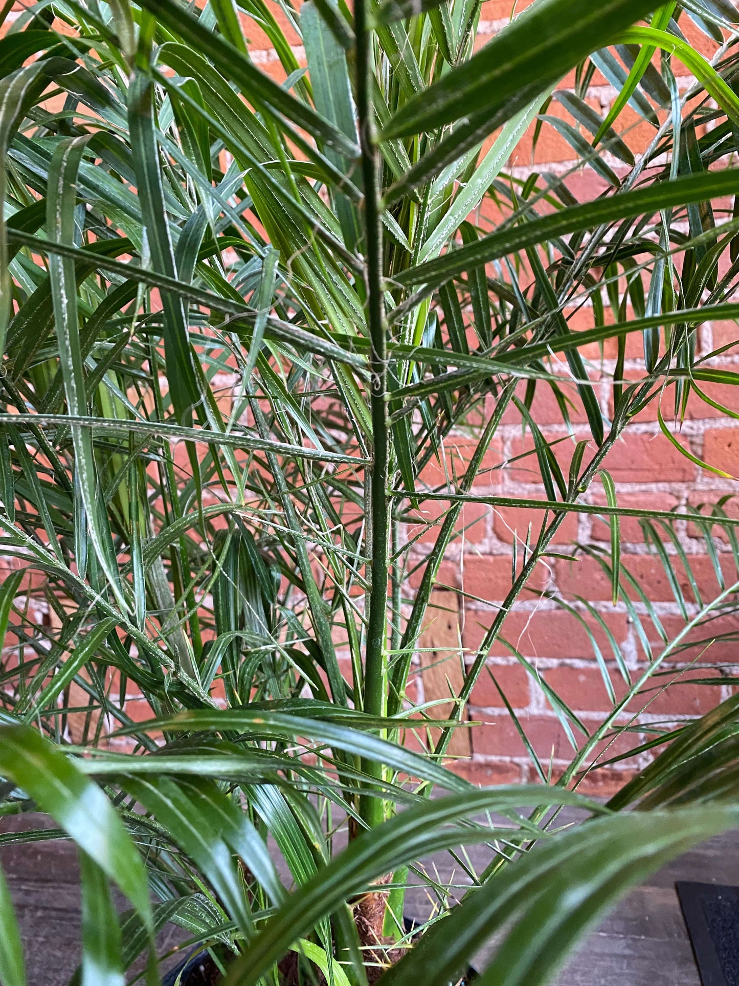 Plant Goals Plant Shop 10" Robellini Palm