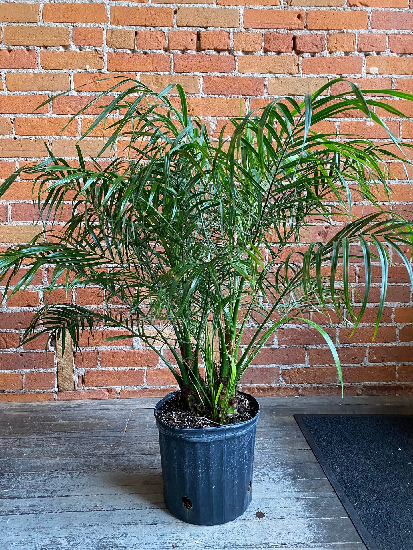 Plant Goals Plant Shop 10" Robellini Palm