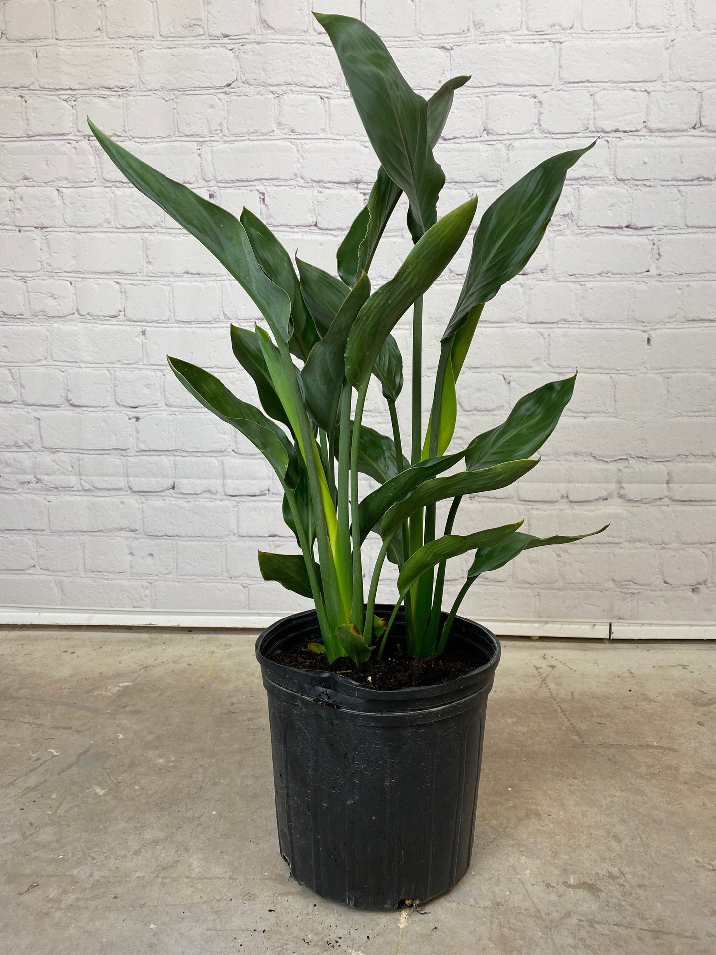 Plant Goals Plant Shop 10" Strelitzia Mandela's Gold | Yellow Bird Of Paradise