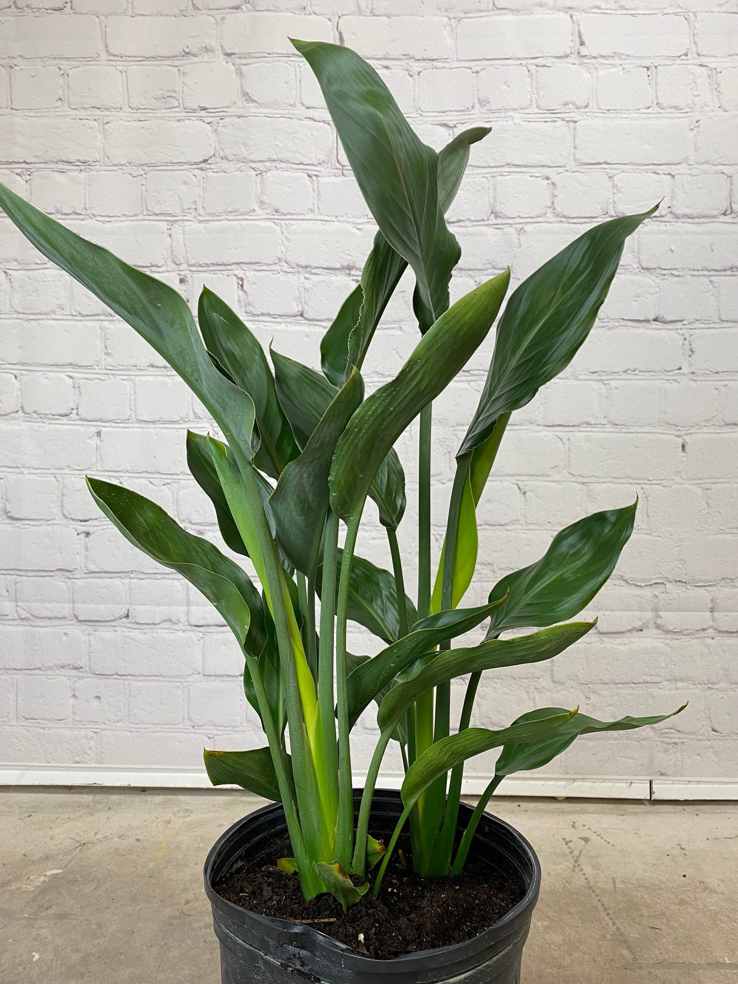 Plant Goals Plant Shop 10" Strelitzia Mandela's Gold | Yellow Bird Of Paradise