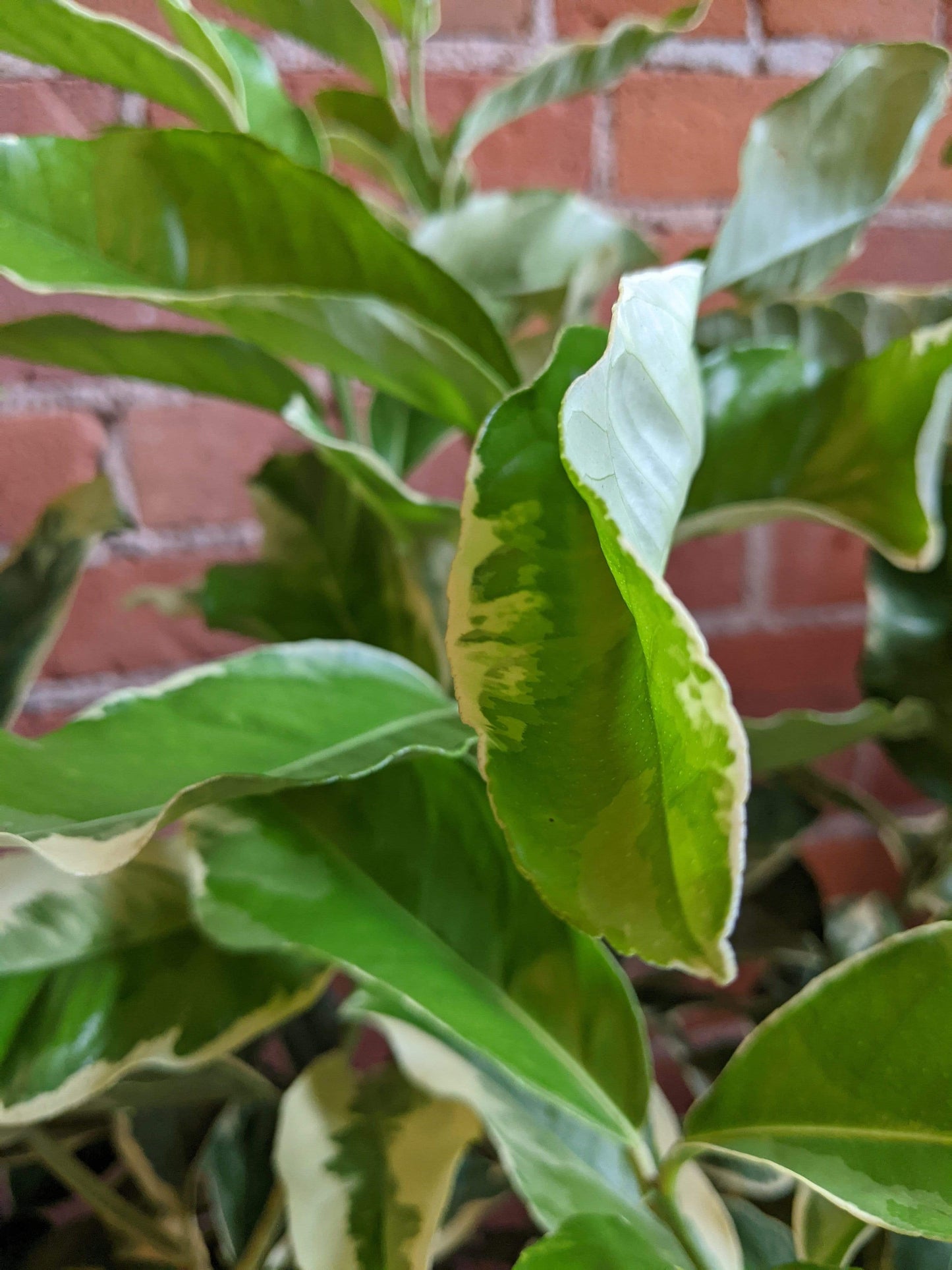 Plant Goals Plant Shop 10" Variegated Pink Lemon Bush