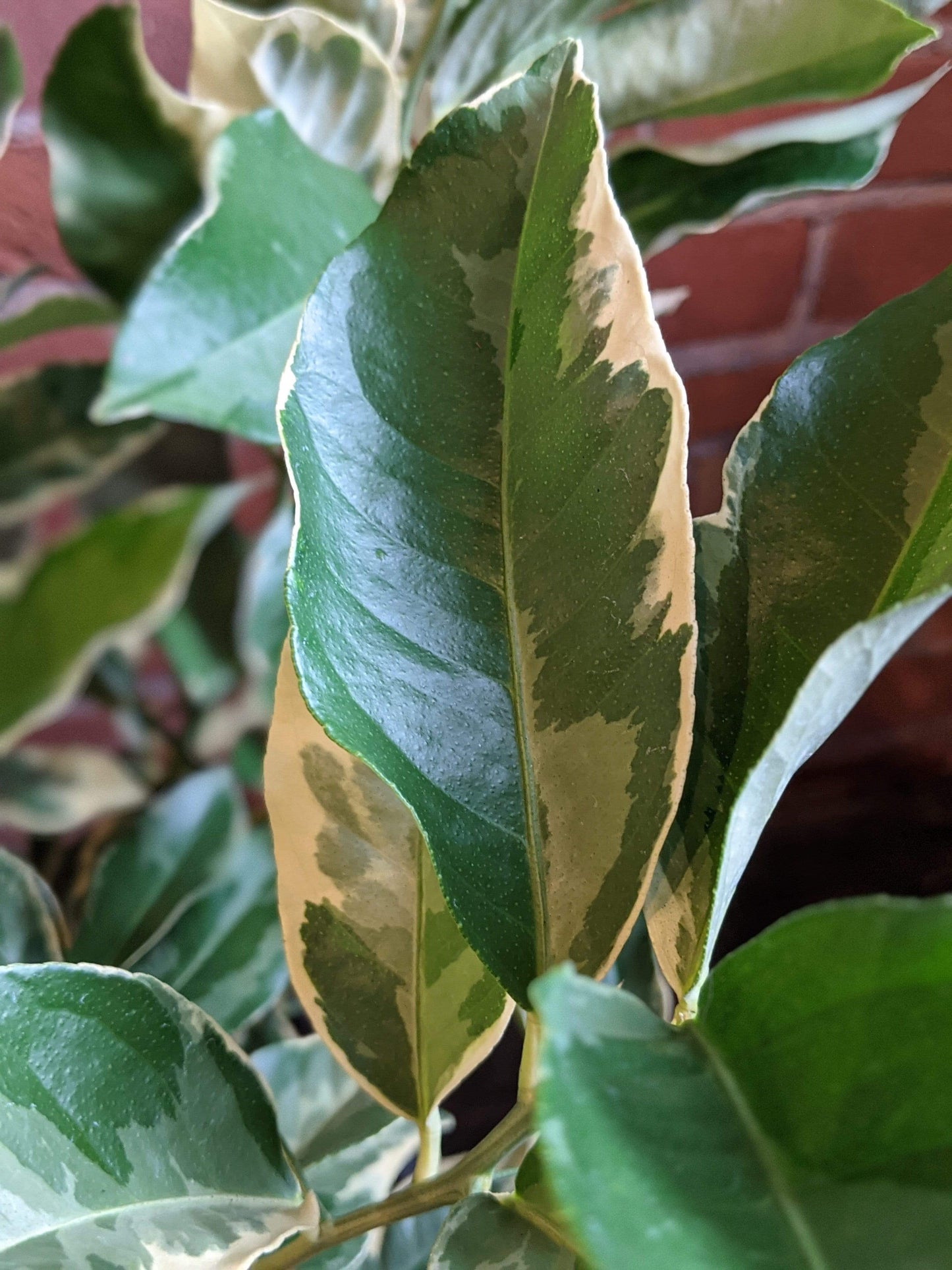 Plant Goals Plant Shop 10" Variegated Pink Lemon Bush