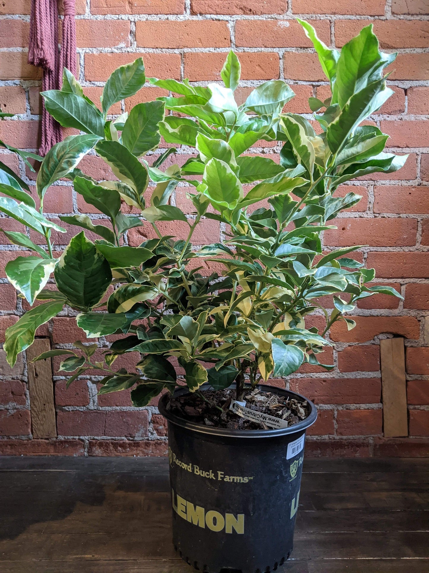 Plant Goals Plant Shop 10" Variegated Pink Lemon Bush