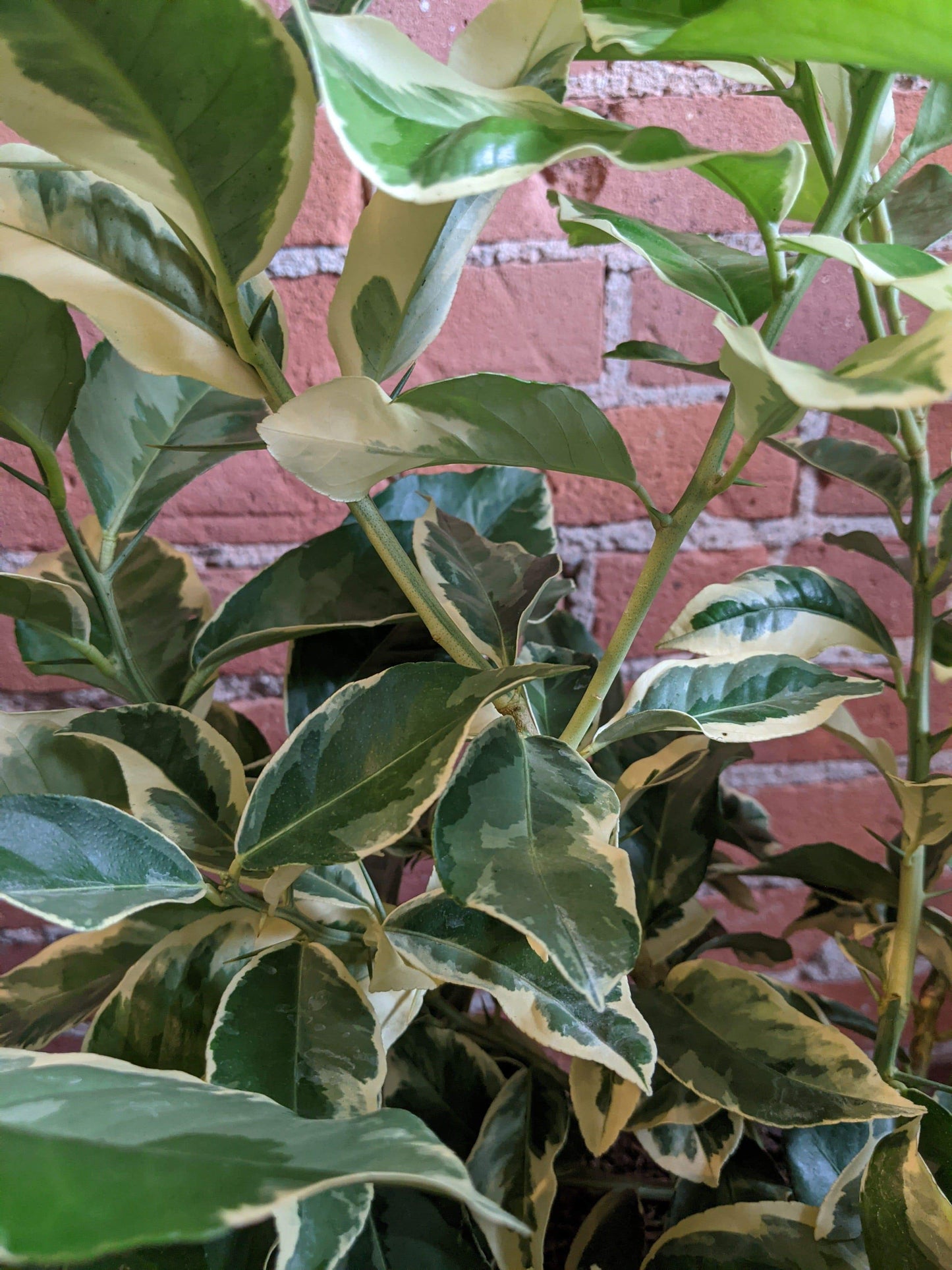 Plant Goals Plant Shop 10" Variegated Pink Lemon Bush