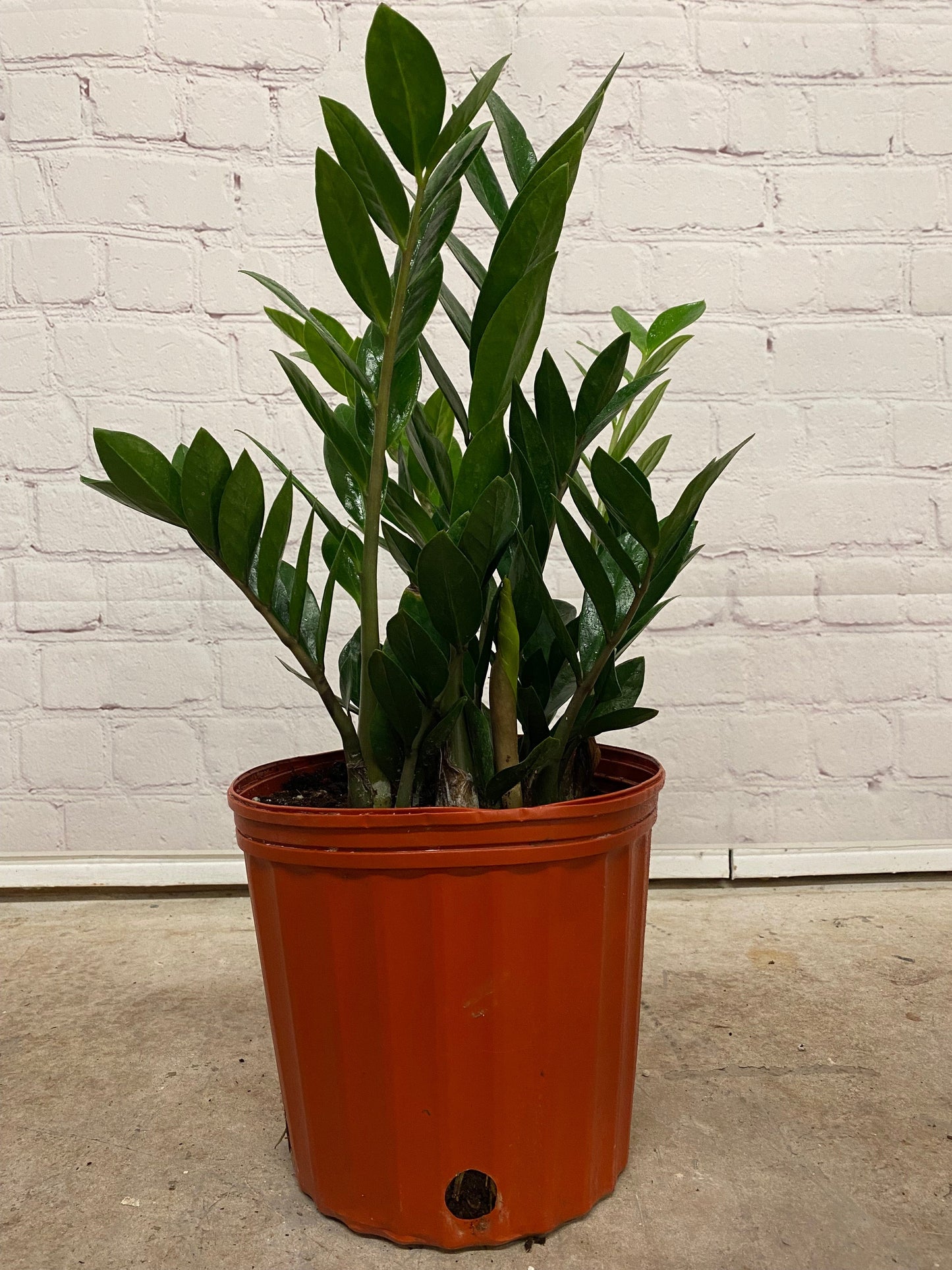 Plant Goals Plant Shop 10" ZZ Plant | Zamioculcas Zamiifolia