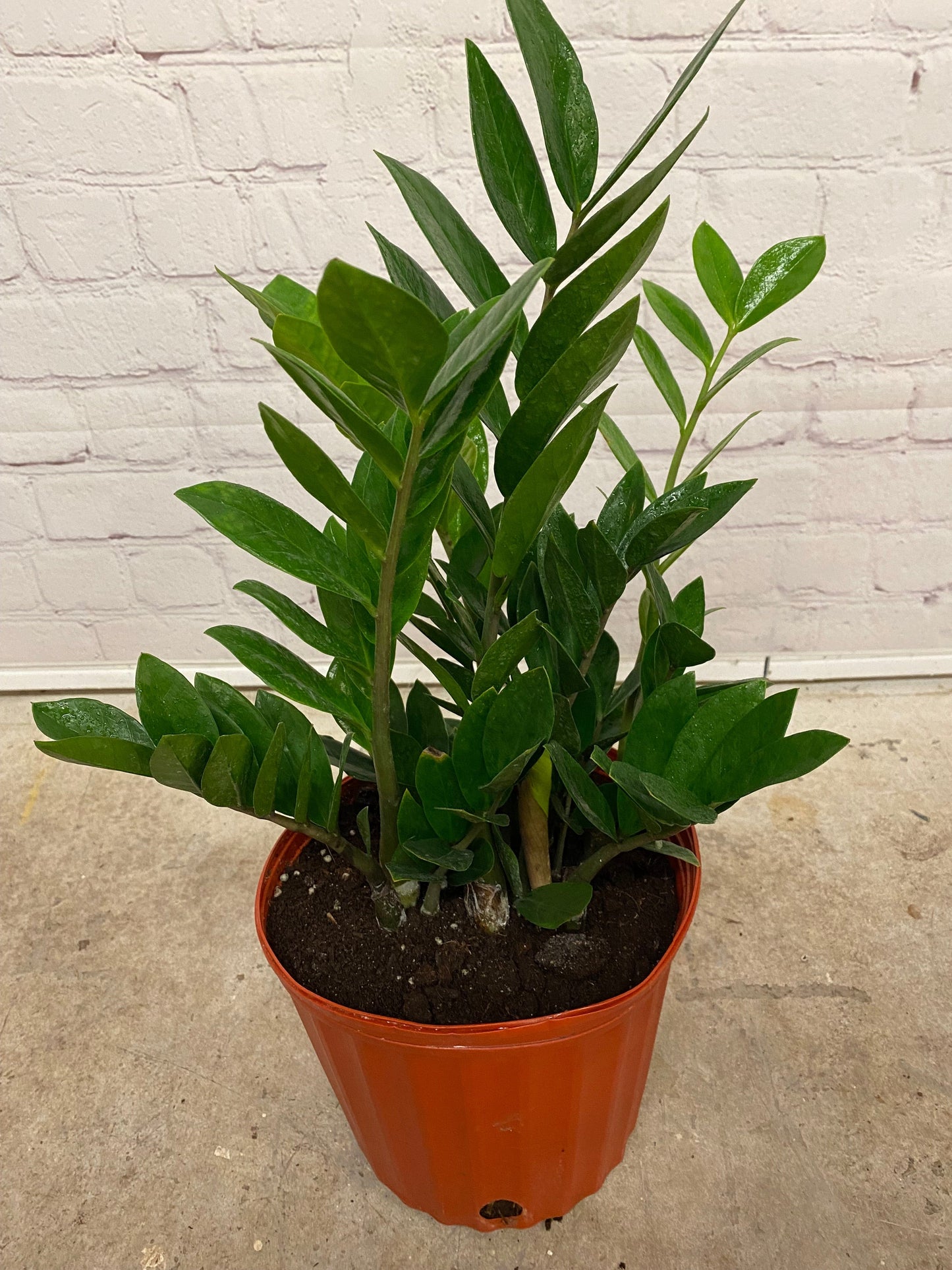 Plant Goals Plant Shop 10" ZZ Plant | Zamioculcas Zamiifolia