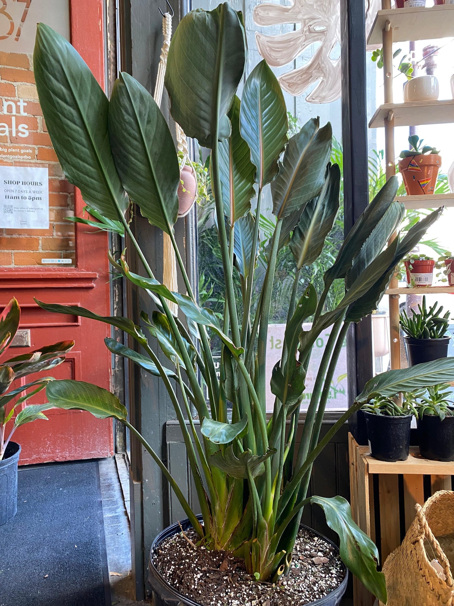 Plant Goals Plant Shop 14" Strelitzia Reginae | Orange Bird Of Paradise