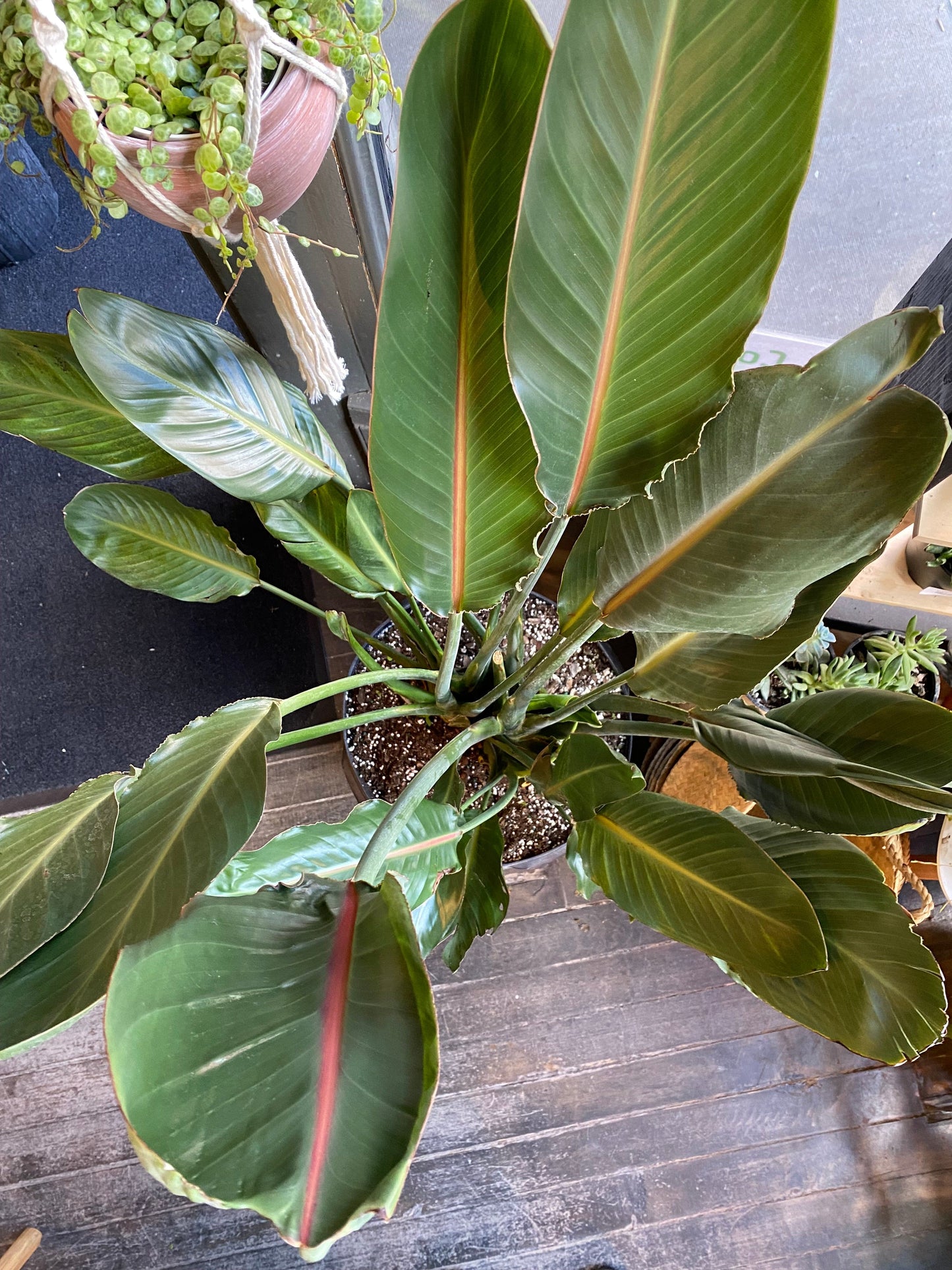 Plant Goals Plant Shop 14" Strelitzia Reginae | Orange Bird Of Paradise