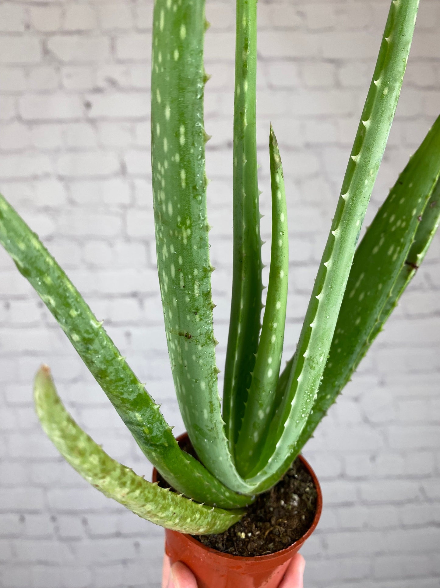 Plant Goals Plant Shop 2.5" Aloe Barbadensis