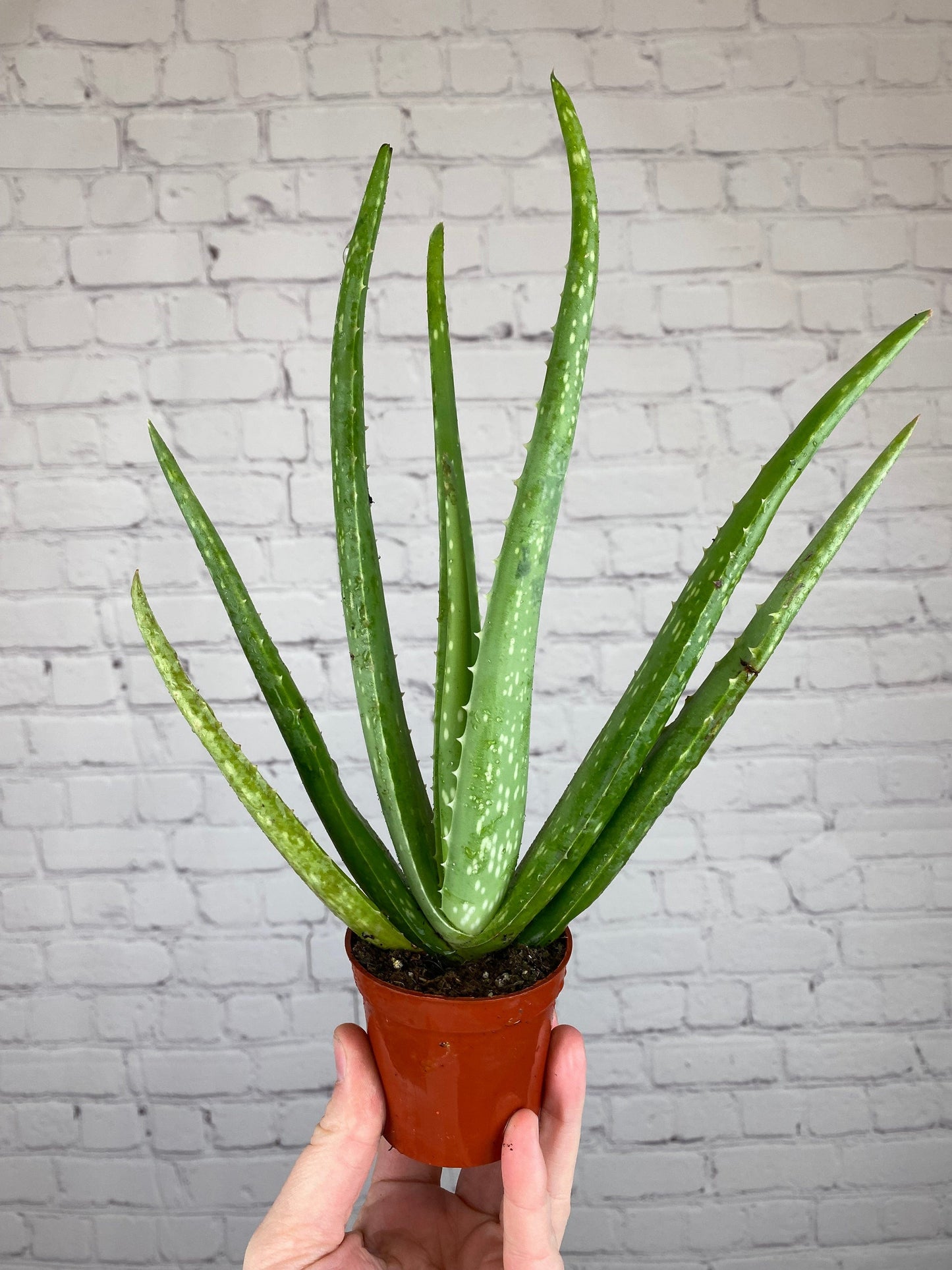 Plant Goals Plant Shop 2.5" Aloe Barbadensis