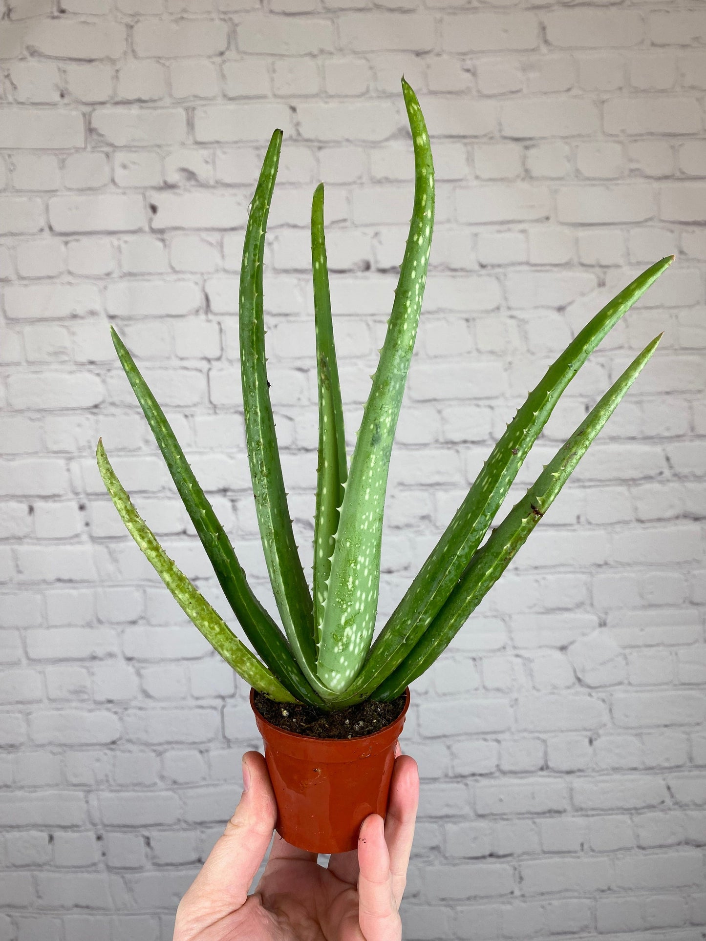 Plant Goals Plant Shop 2.5" Aloe Barbadensis