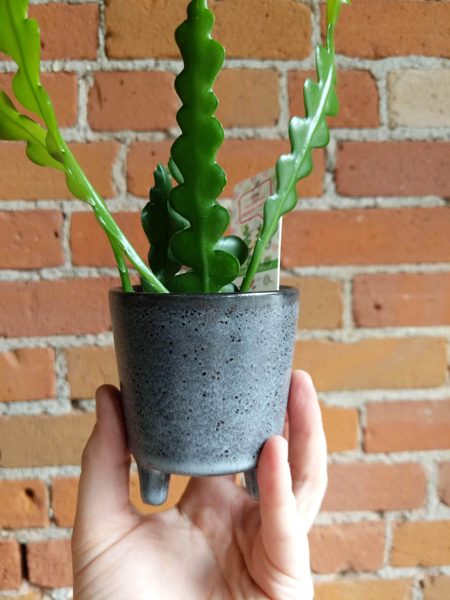 Plant Goals Plant Shop 2.5" Fishbone Cactus