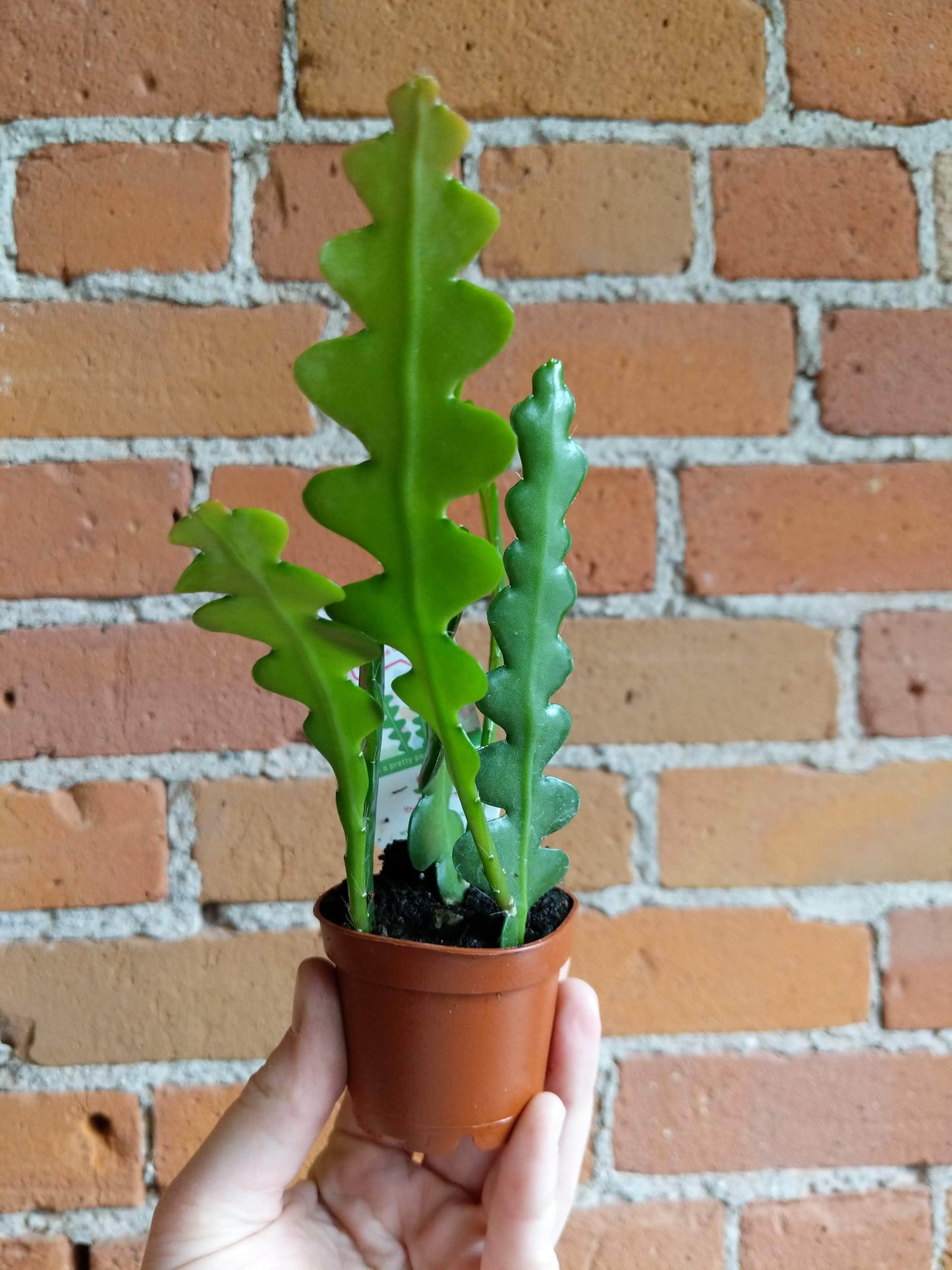 Plant Goals Plant Shop 2.5" Fishbone Cactus