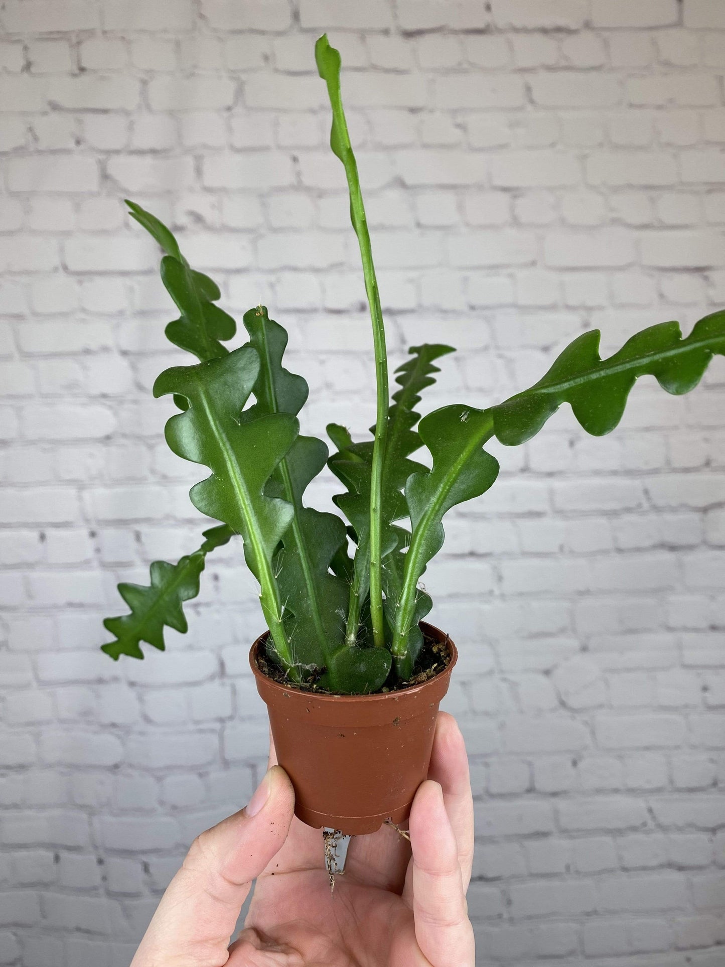 Plant Goals Plant Shop 2.5" Fishbone Cactus