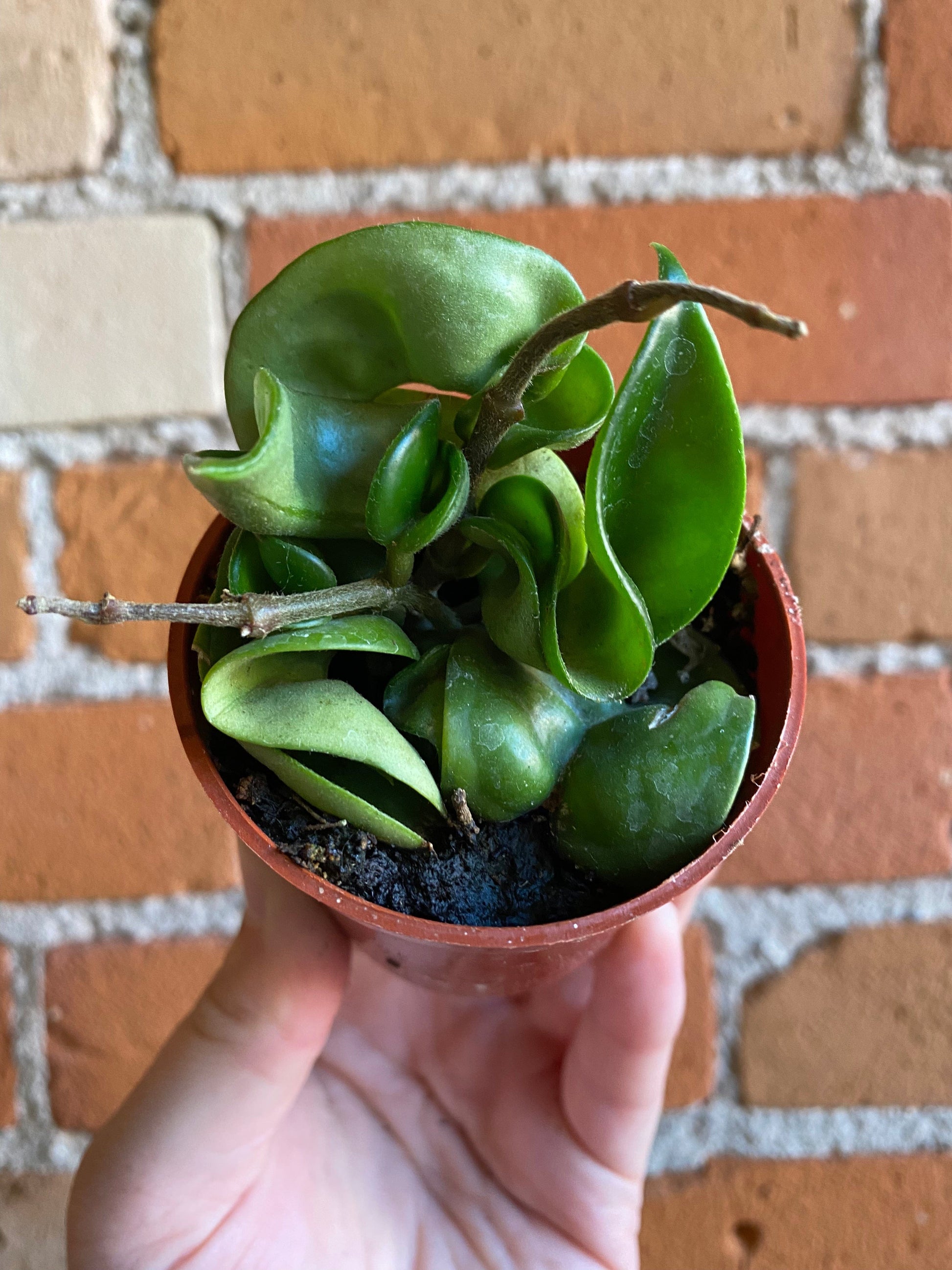 Plant Goals Plant Shop 2.5" Hoya Carnosa Compacta