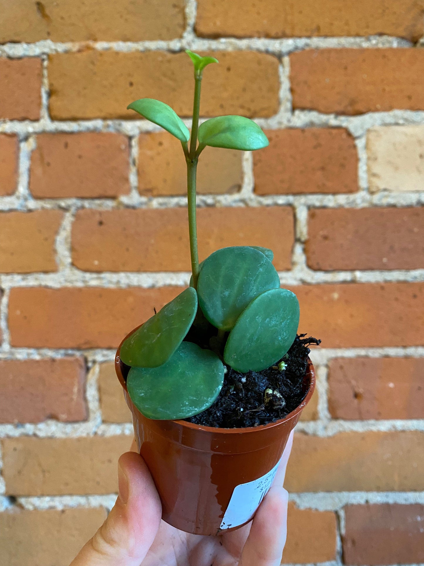 Plant Goals Plant Shop 2.5" Peperomia Hope