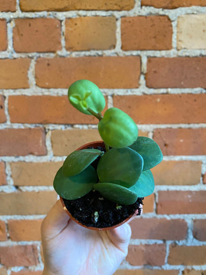 Plant Goals Plant Shop 2.5" Peperomia Hope