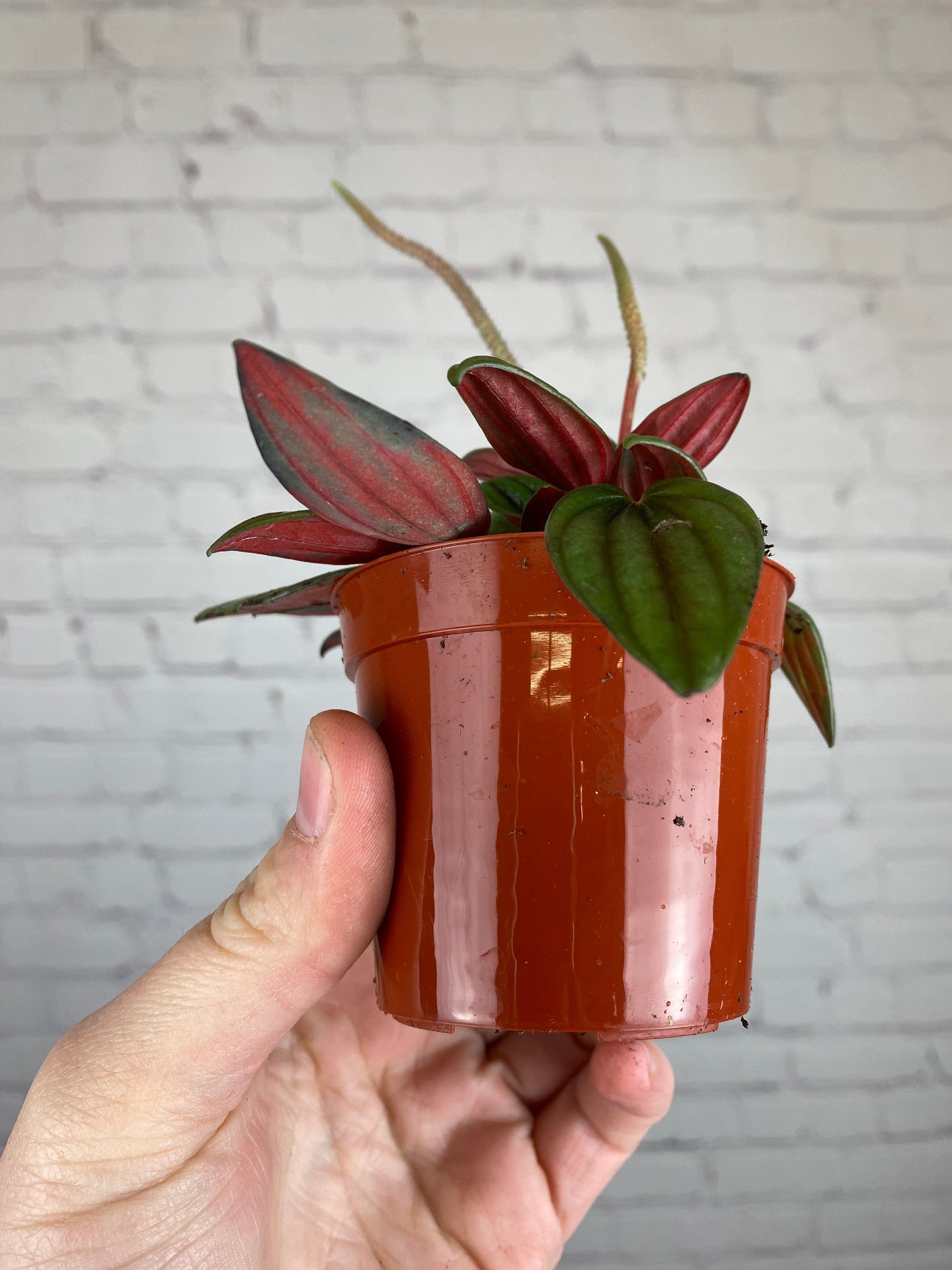 Plant Goals Plant Shop 2.5" Peperomia Rosso