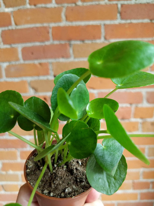 Plant Goals Plant Shop 2.5" Pilea Peperomioides | Friendship Plant