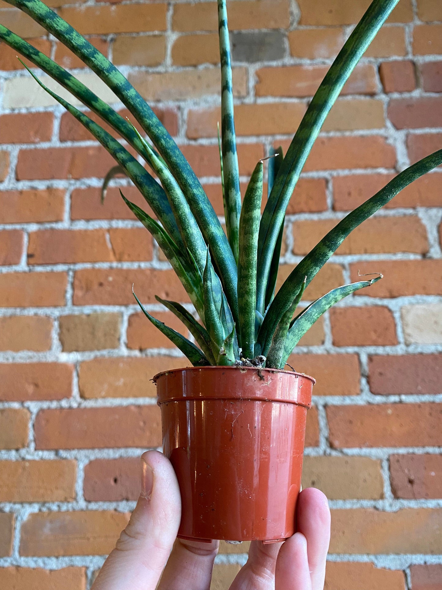 Plant Goals Plant Shop 2.5" Sansevieria Fernwood Mikado