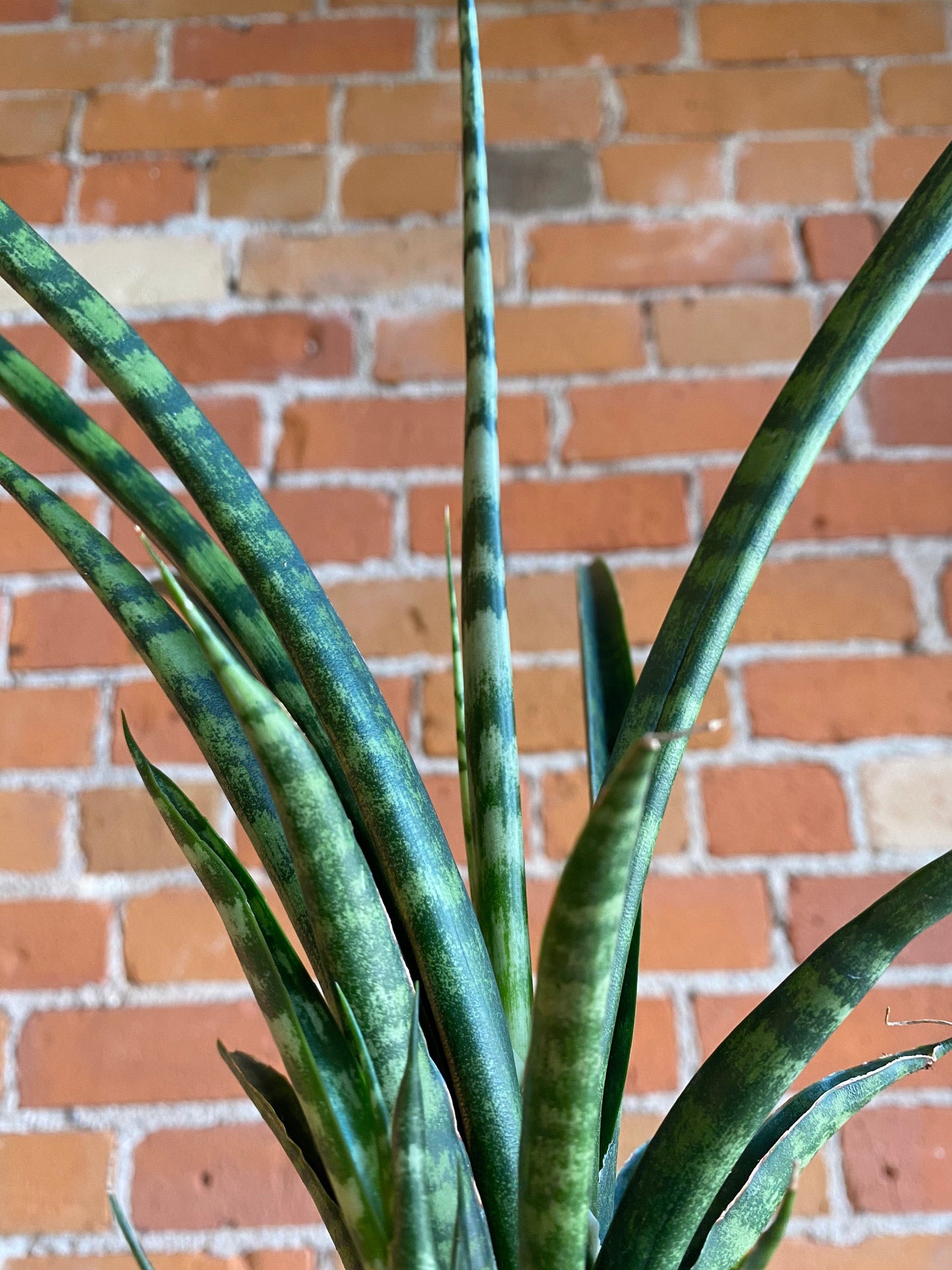 Plant Goals Plant Shop 2.5" Sansevieria Fernwood Mikado