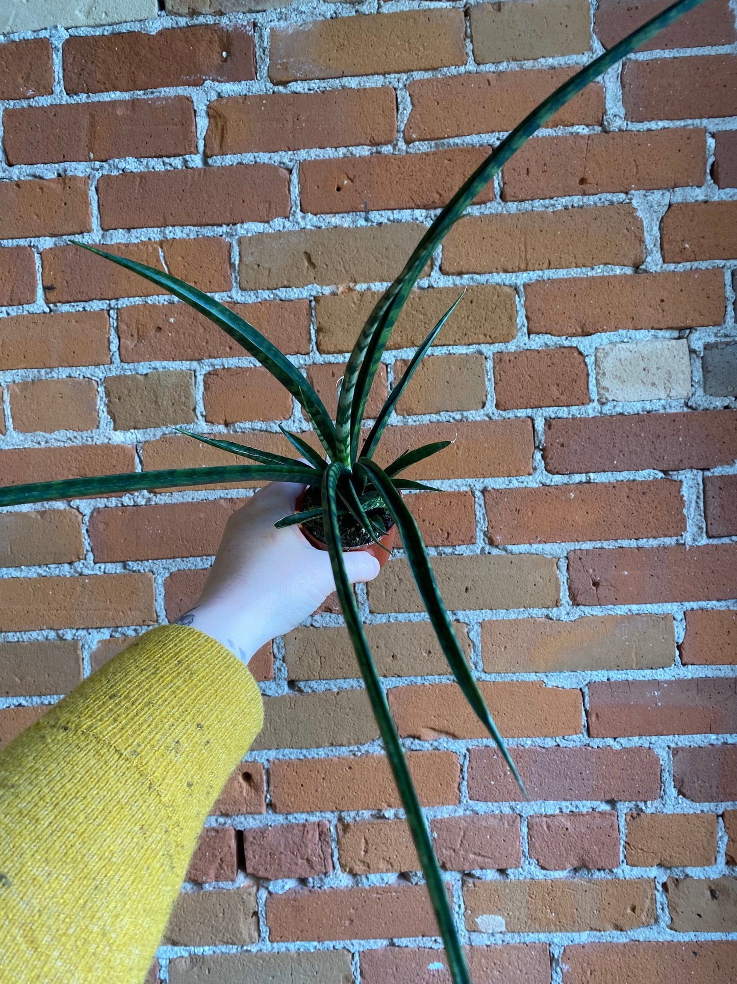 Plant Goals Plant Shop 2.5" Sansevieria Fernwood Mikado