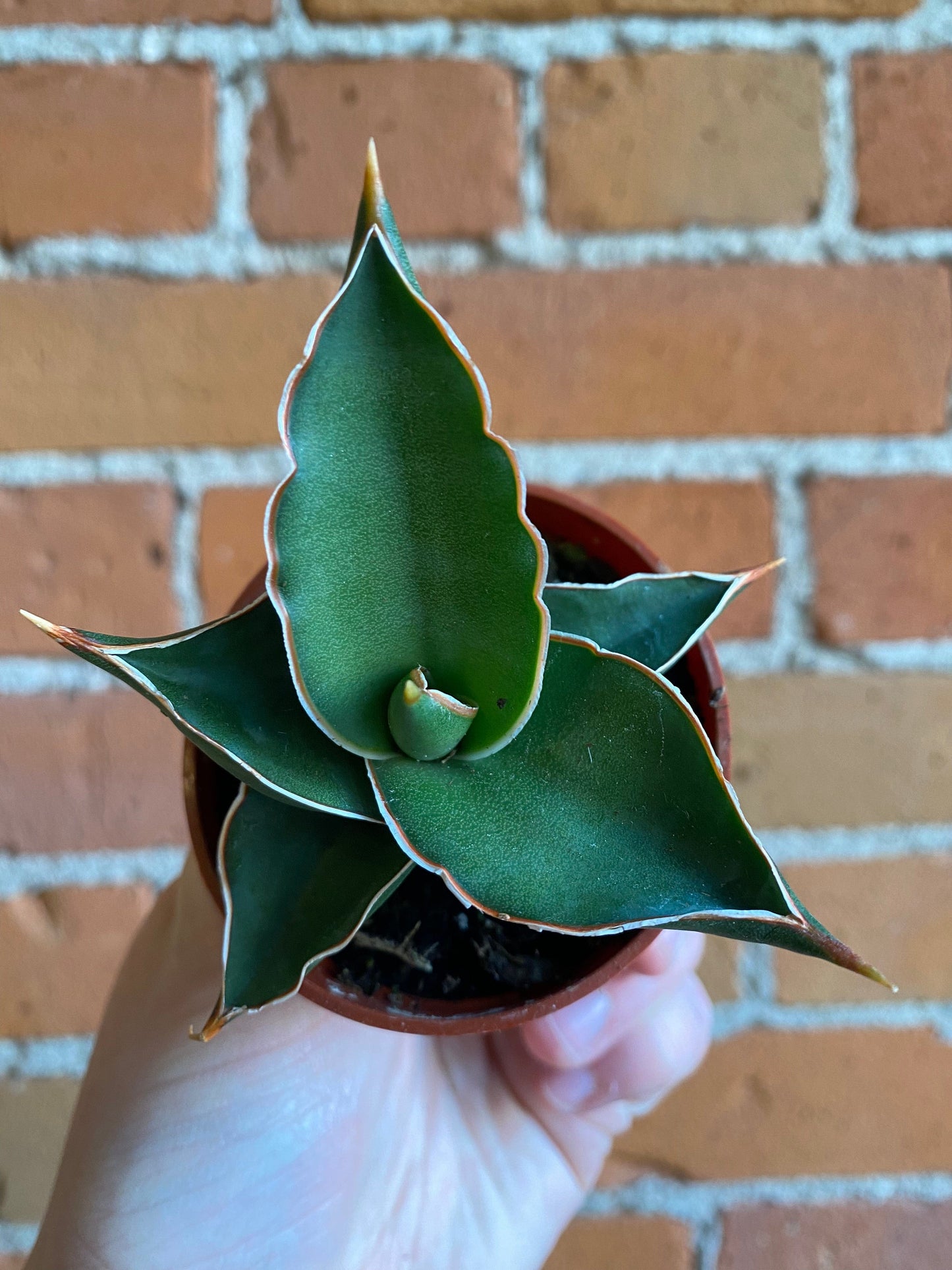 Plant Goals Plant Shop 2.5" Sansevieria Samurai