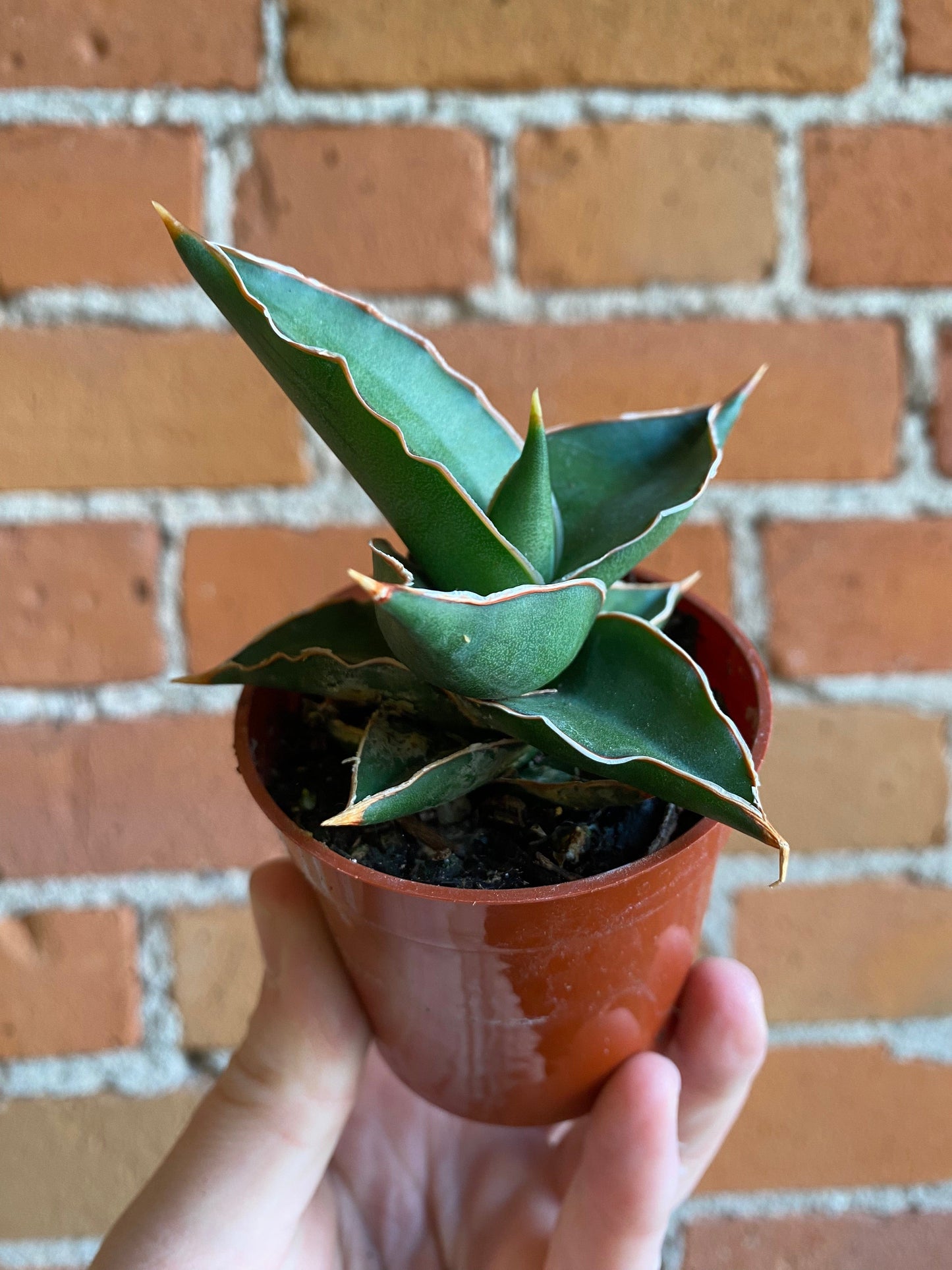 Plant Goals Plant Shop 2.5" Sansevieria Samurai