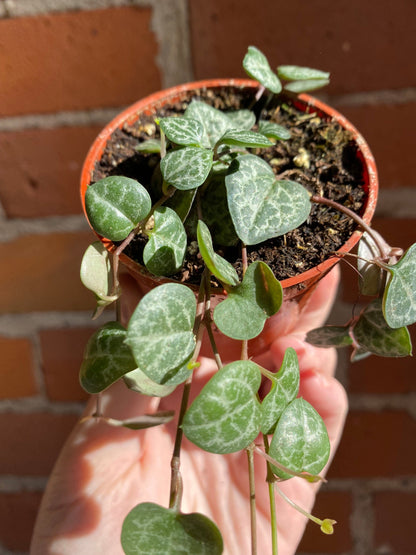 Plant Goals Plant Shop 2.5" String Of Hearts | Ceropegia Woodii