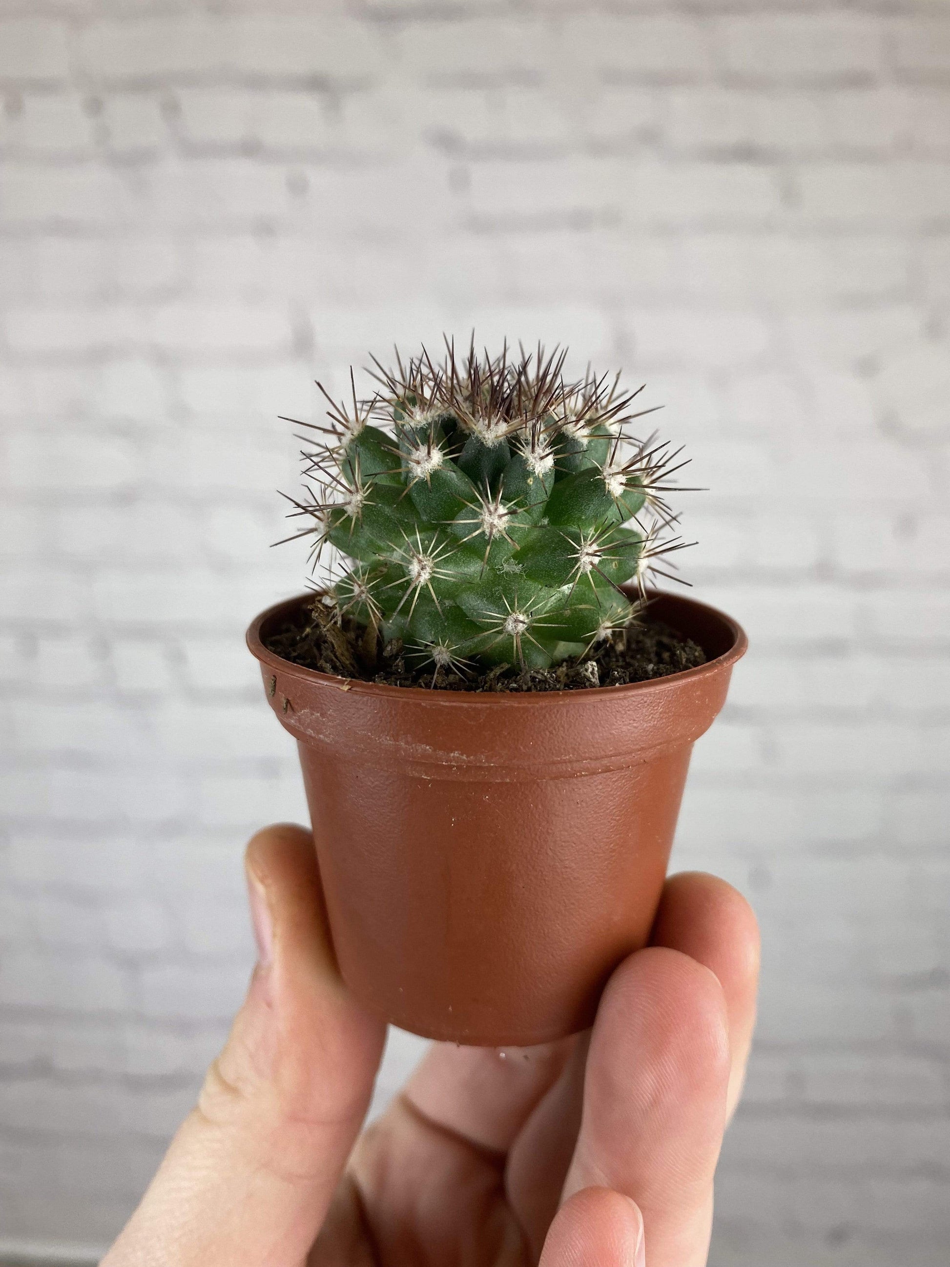 Plant Goals Plant Shop 2" Cactus | Assorted