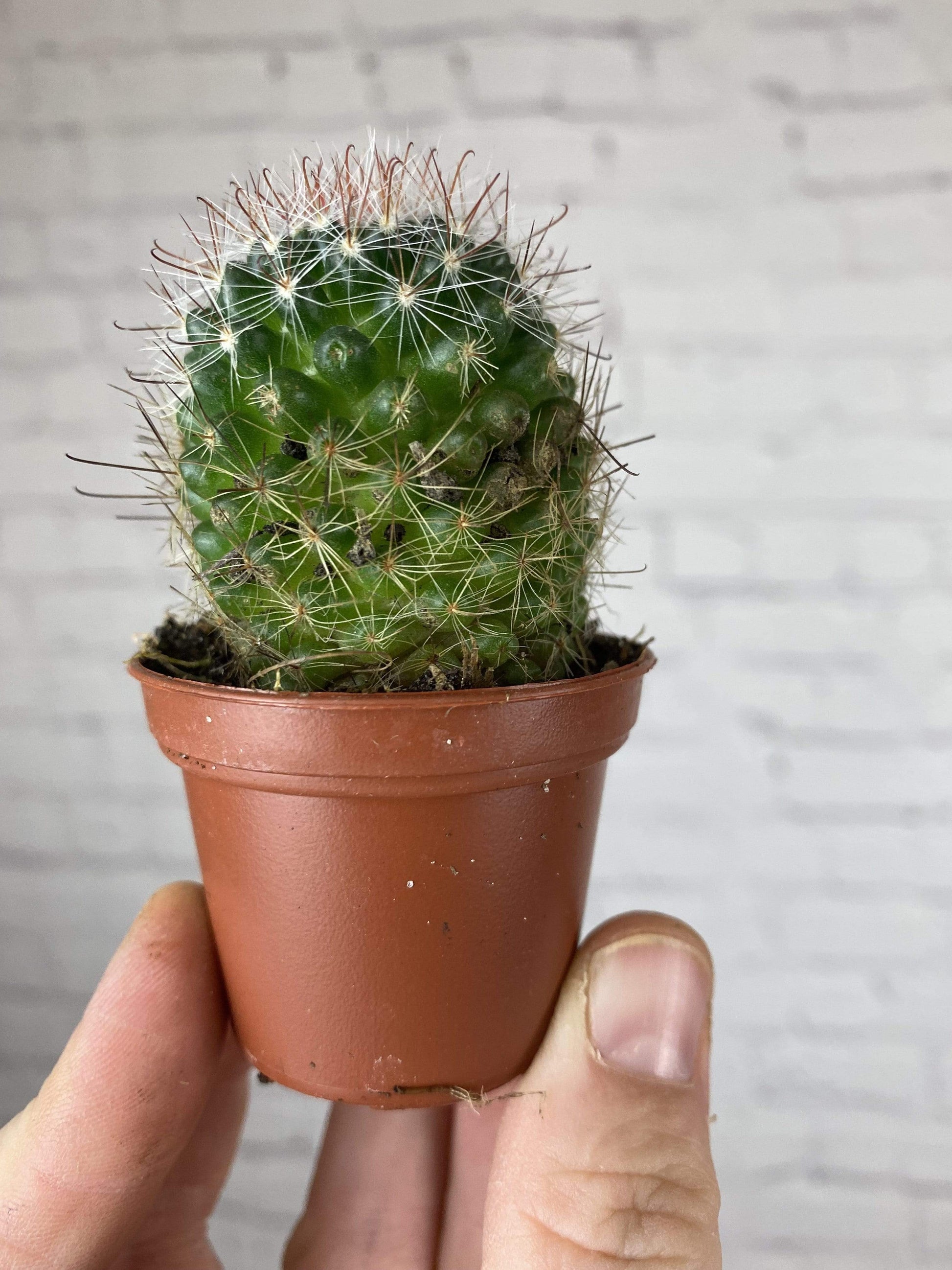 Plant Goals Plant Shop 2" Cactus | Assorted
