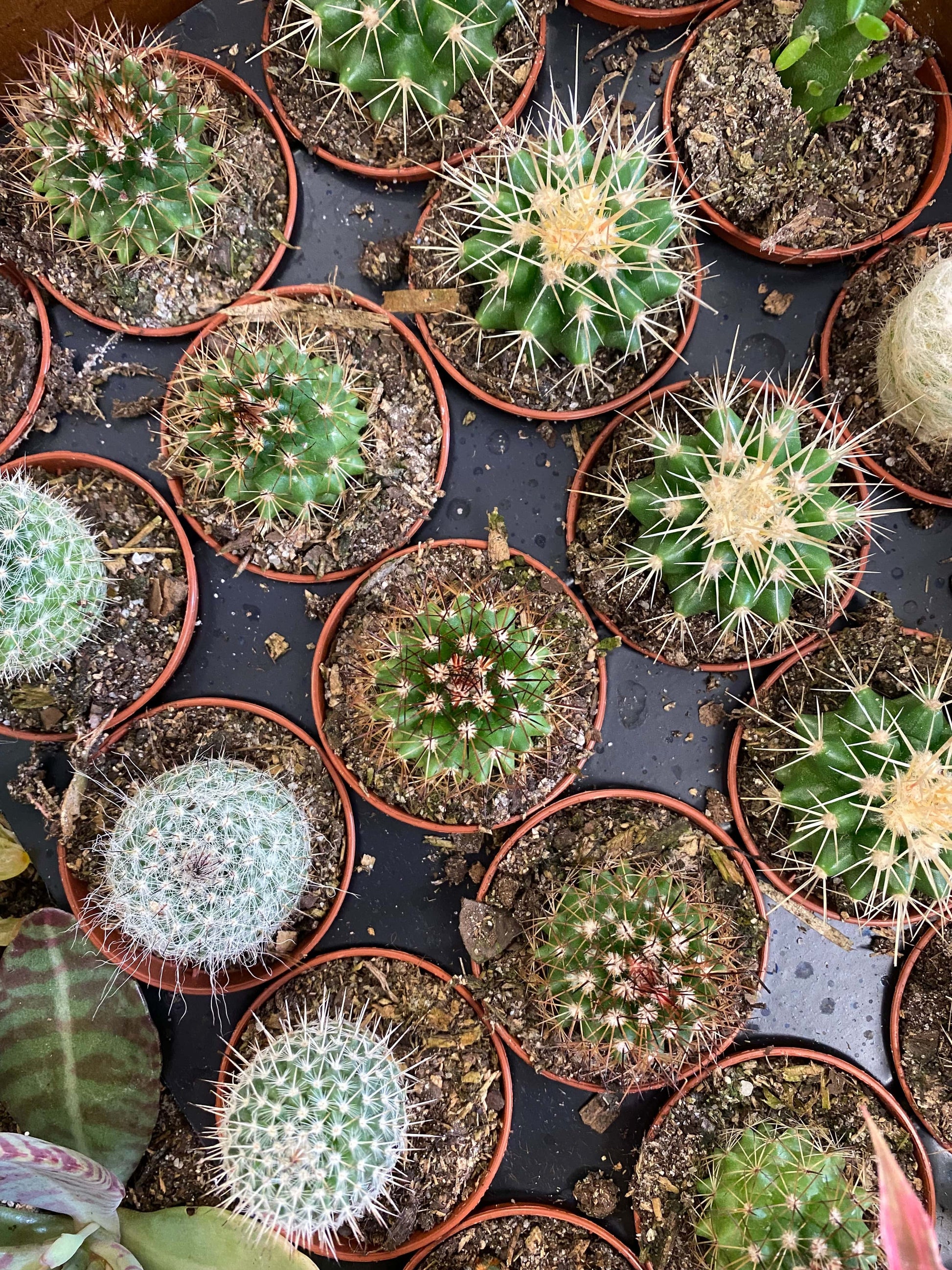 Plant Goals Plant Shop 2" Cactus | Assorted
