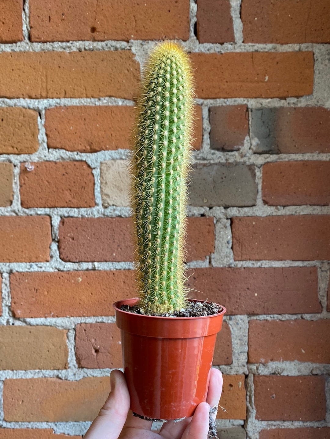 Plant Goals Plant Shop 3.25" Cactus | Assorted