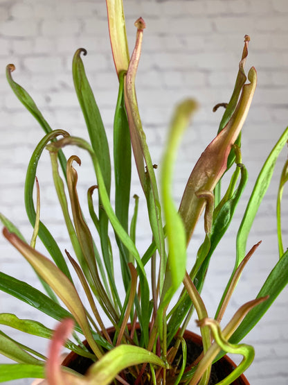Plant Goals Plant Shop 3.25" Nepenthus Sarracinea | Trumpet Pitcher