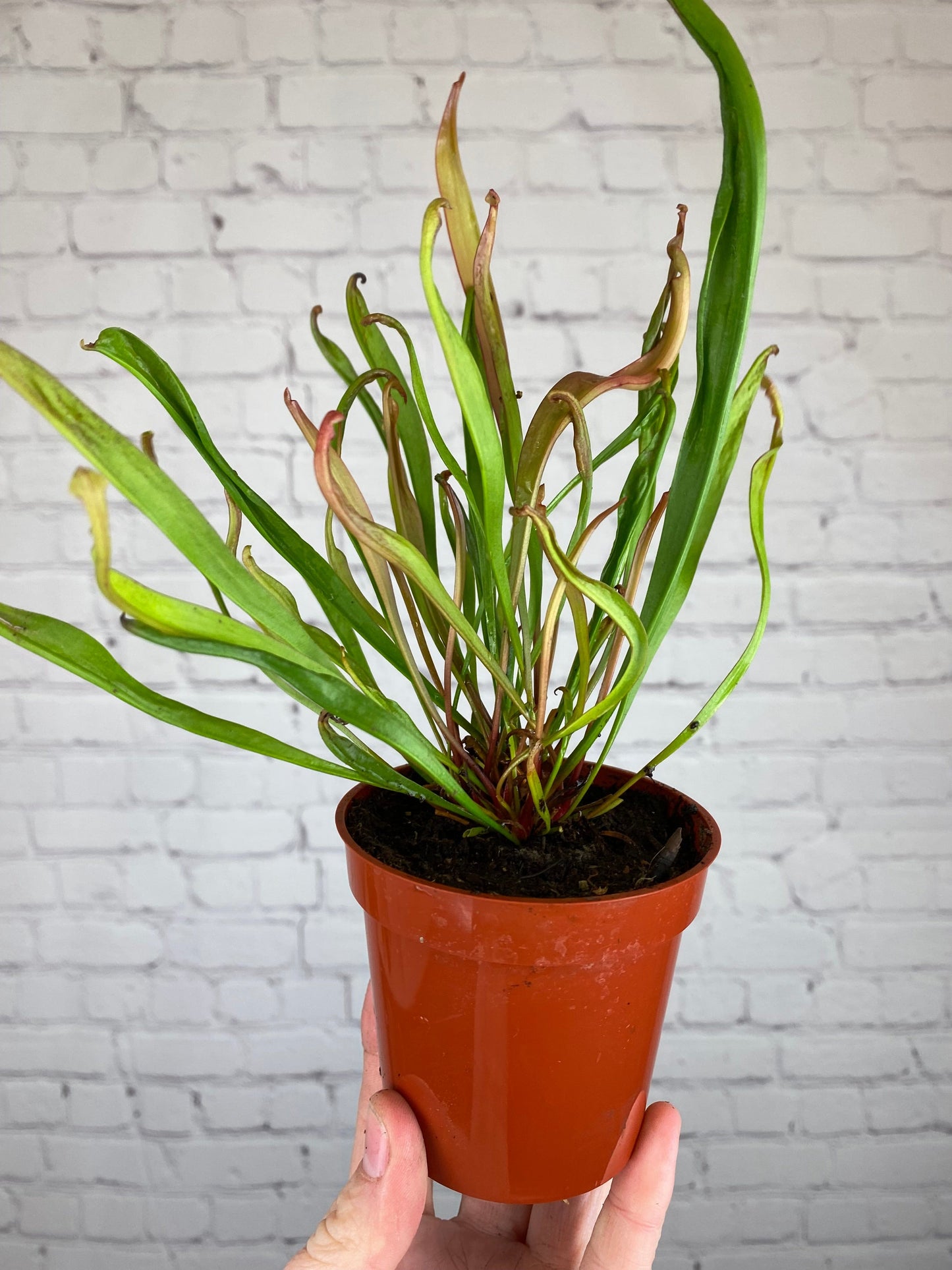 Plant Goals Plant Shop 3.25" Nepenthus Sarracinea | Trumpet Pitcher