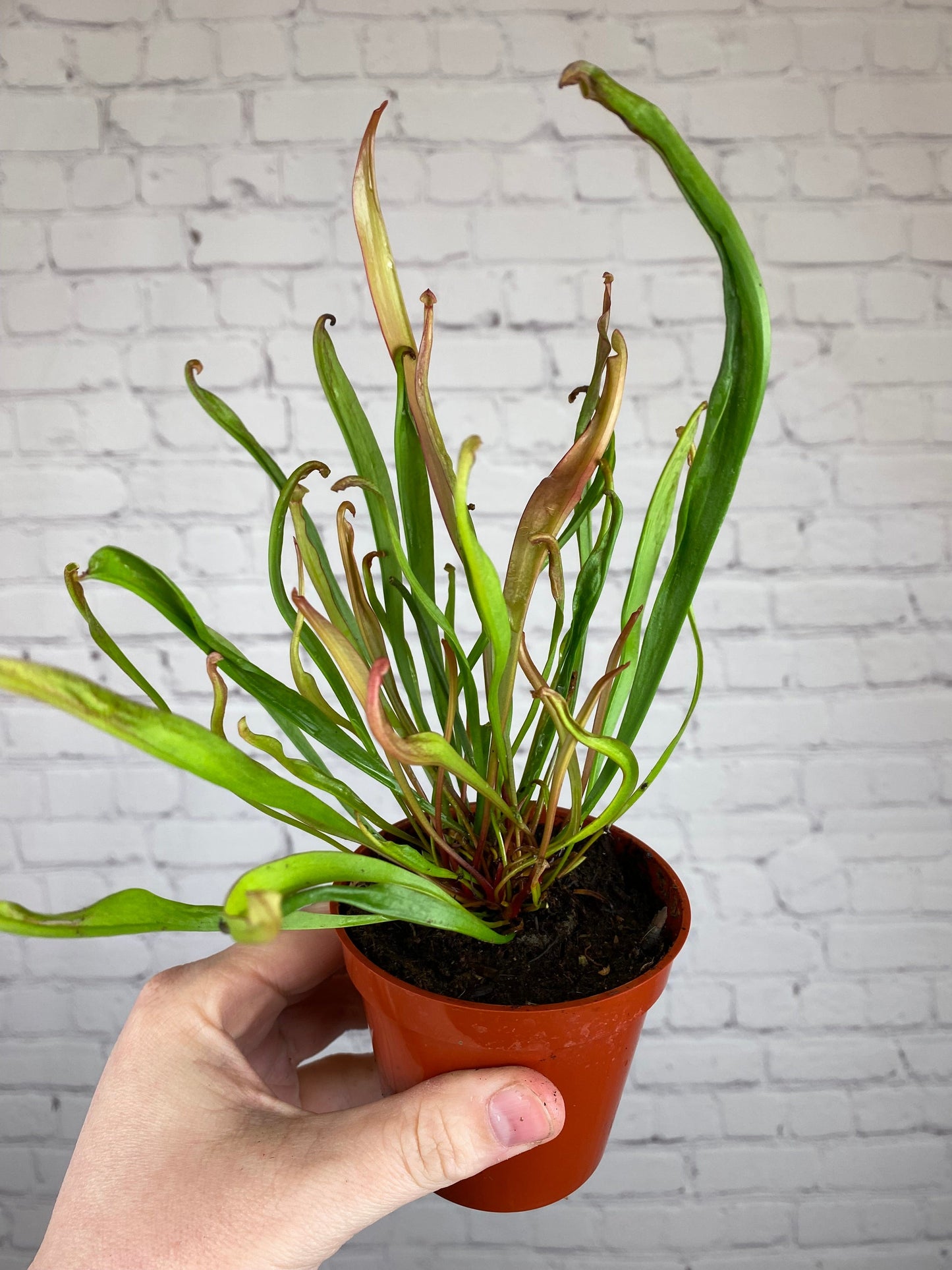 Plant Goals Plant Shop 3.25" Nepenthus Sarracinea | Trumpet Pitcher