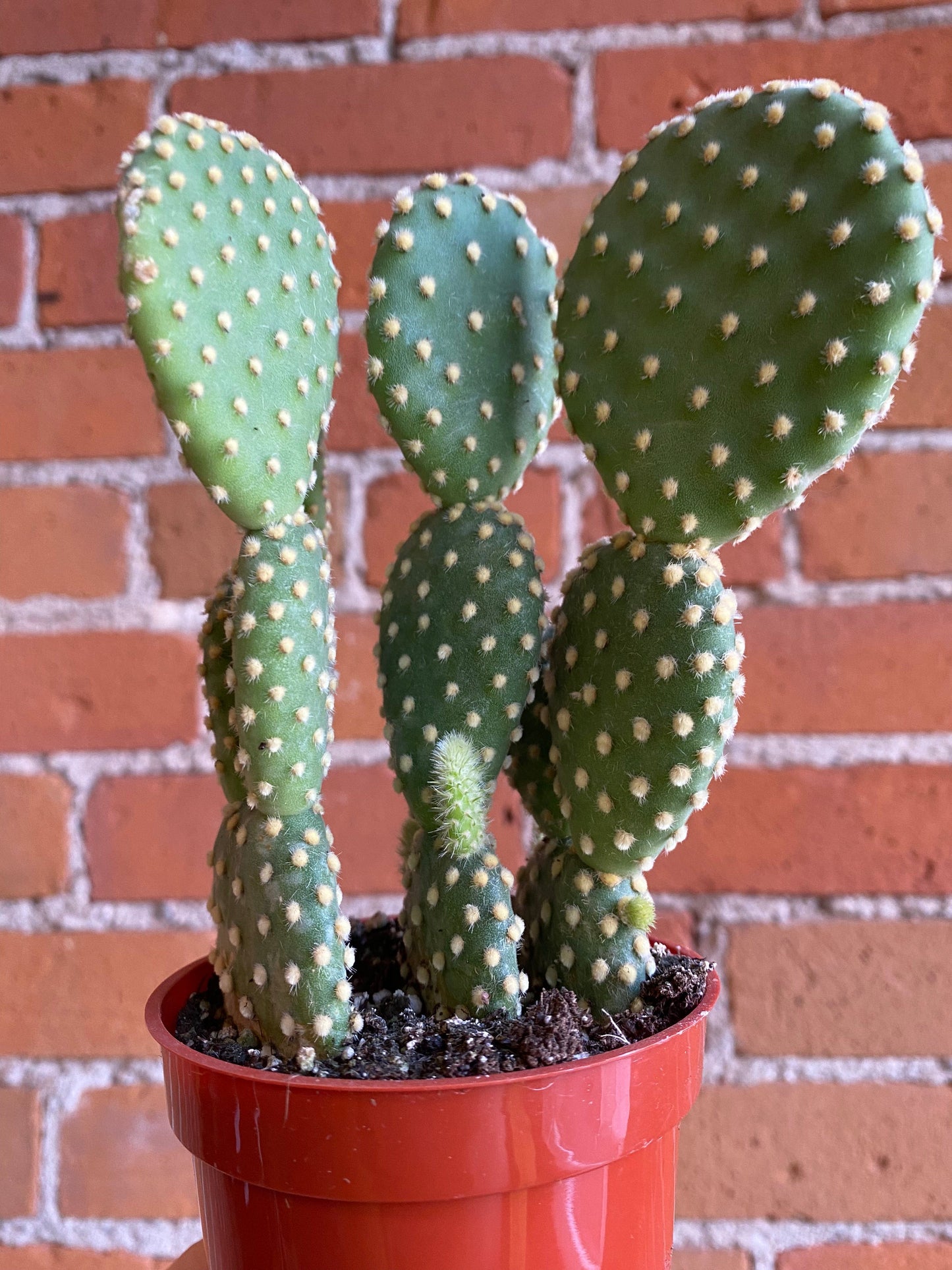 Plant Goals Plant Shop 3.25" Opuntia | Assorted