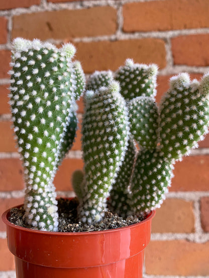 Plant Goals Plant Shop 3.25" Opuntia | Assorted