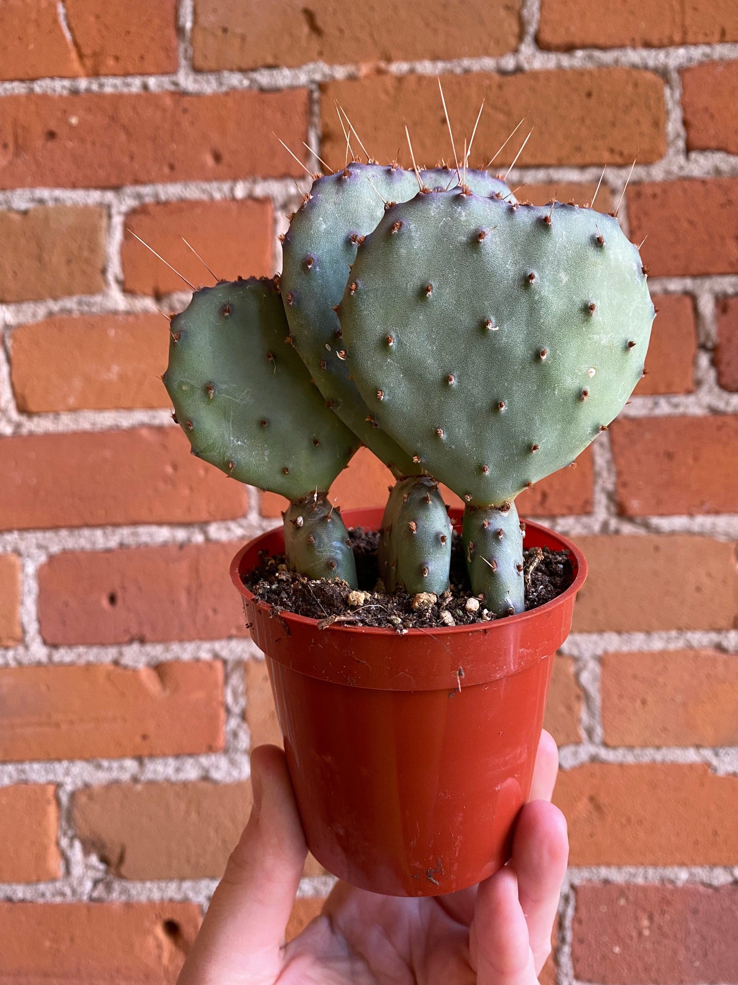 Plant Goals Plant Shop 3.25" Opuntia | Assorted