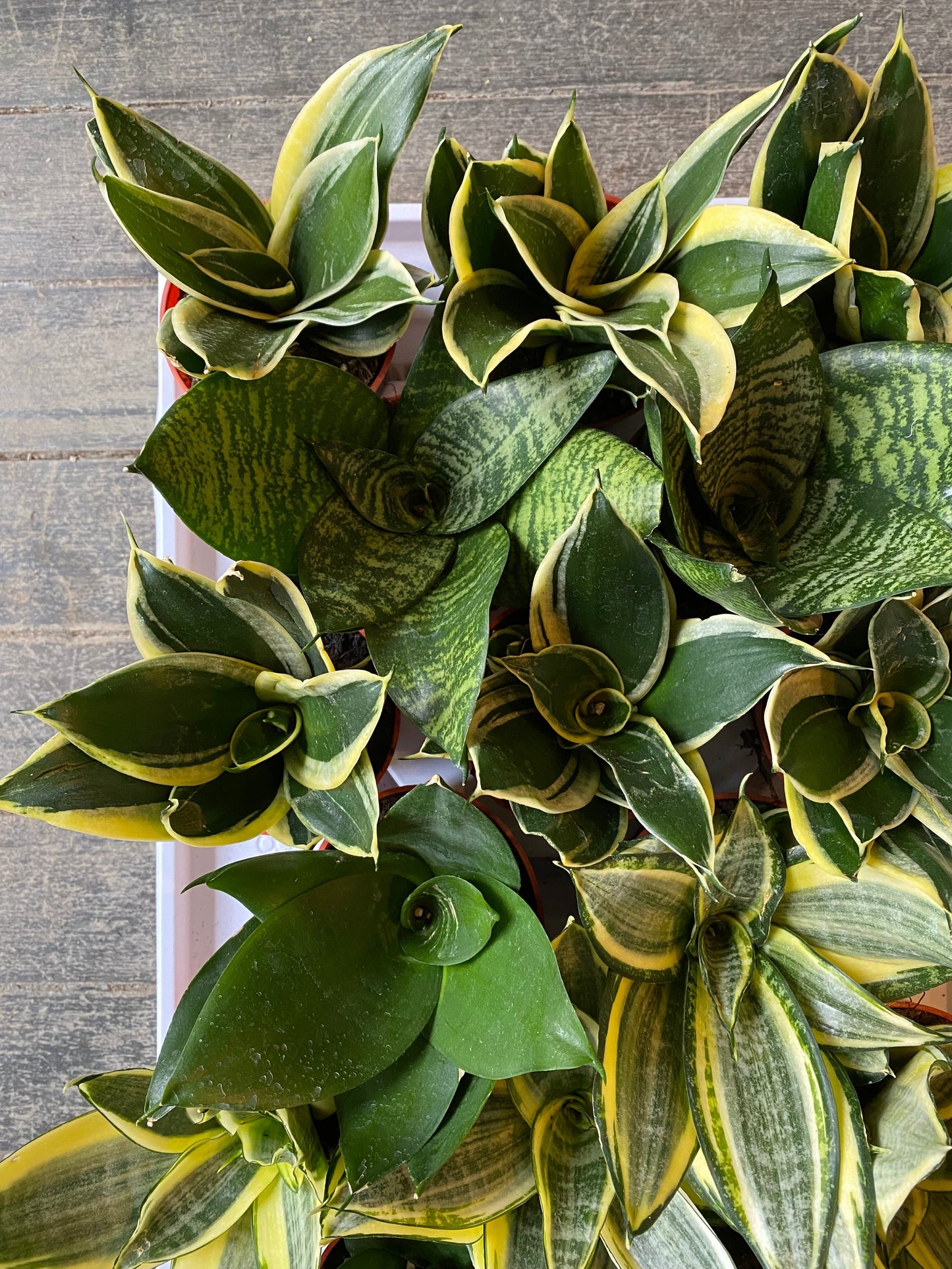 Plant Goals Plant Shop 3.25" Sansevieria Bird's Nest