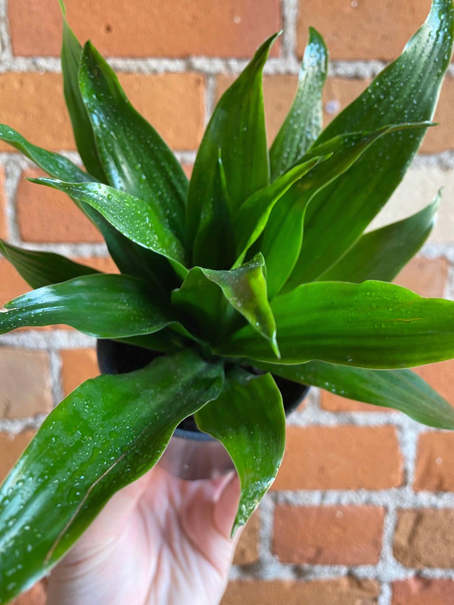 Plant Goals Plant Shop 3.5" Dracaena Compacta | Janet Craig